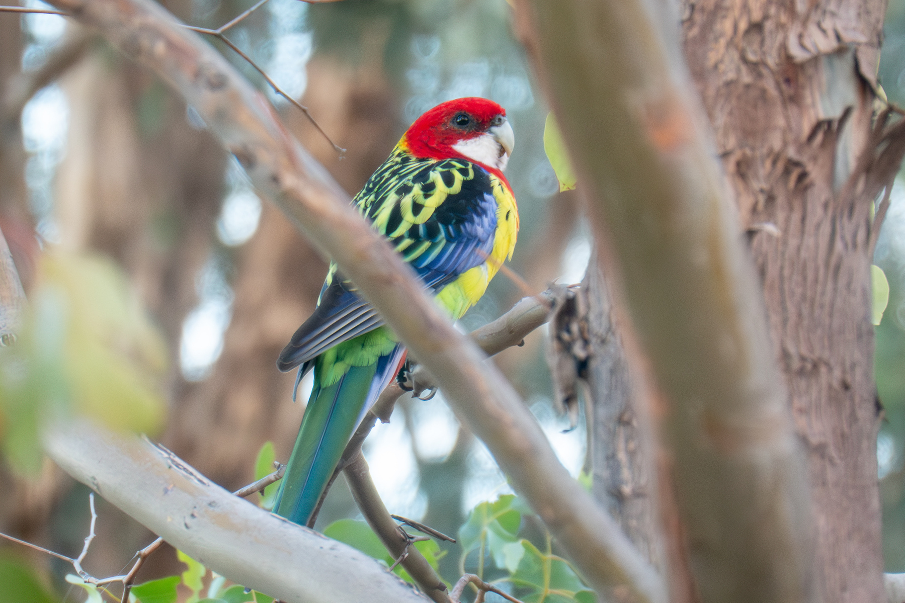 A rosella in a tree, looking at the camera.