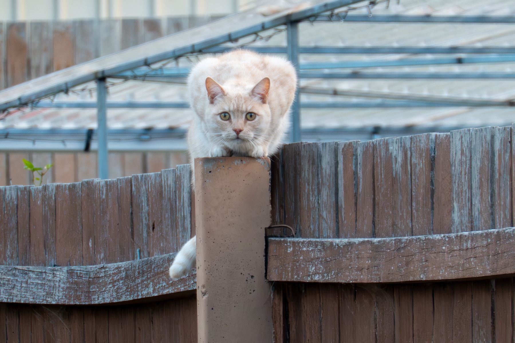 A pale orange cat perched on a fence post looking at the camera.