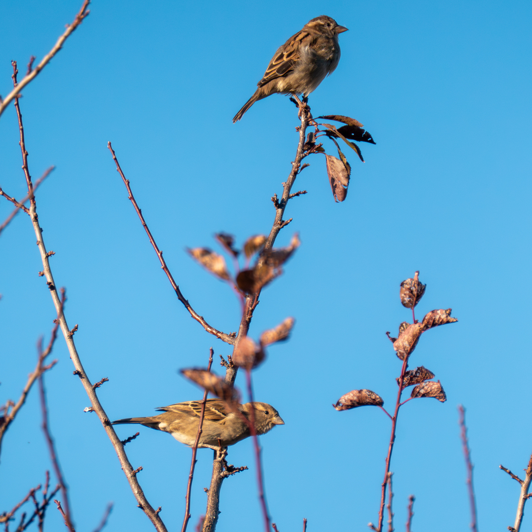 Two sparrows sitting on a branch of a small tree.