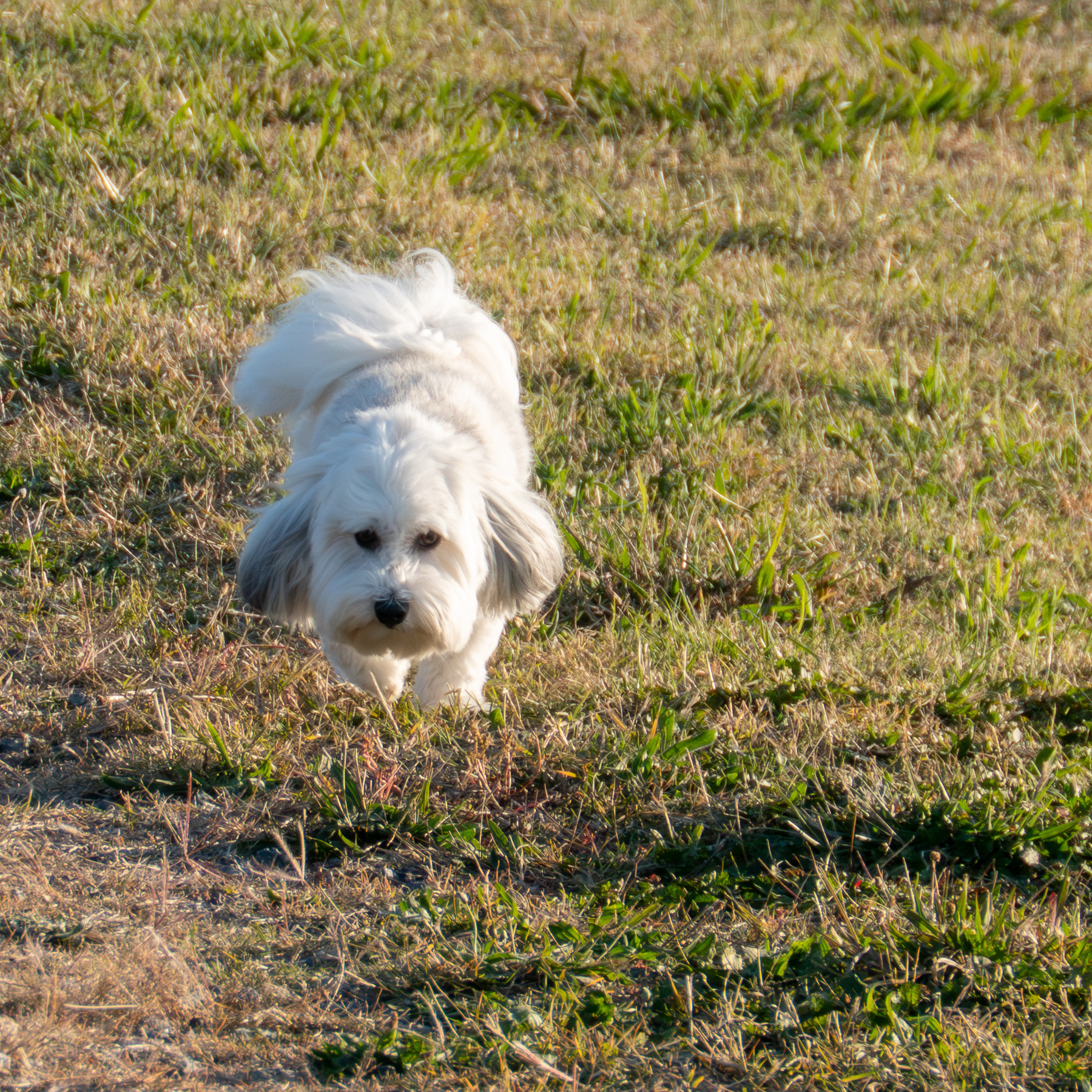 Trinket the white fluffy dog running along the grass.