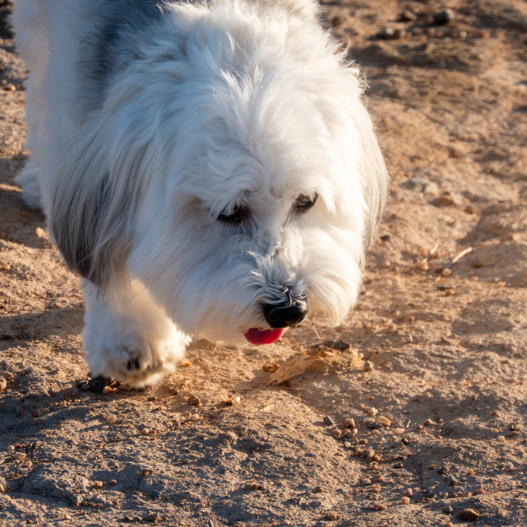 Trinket the white fluffy dog having a good sniff of the ground.