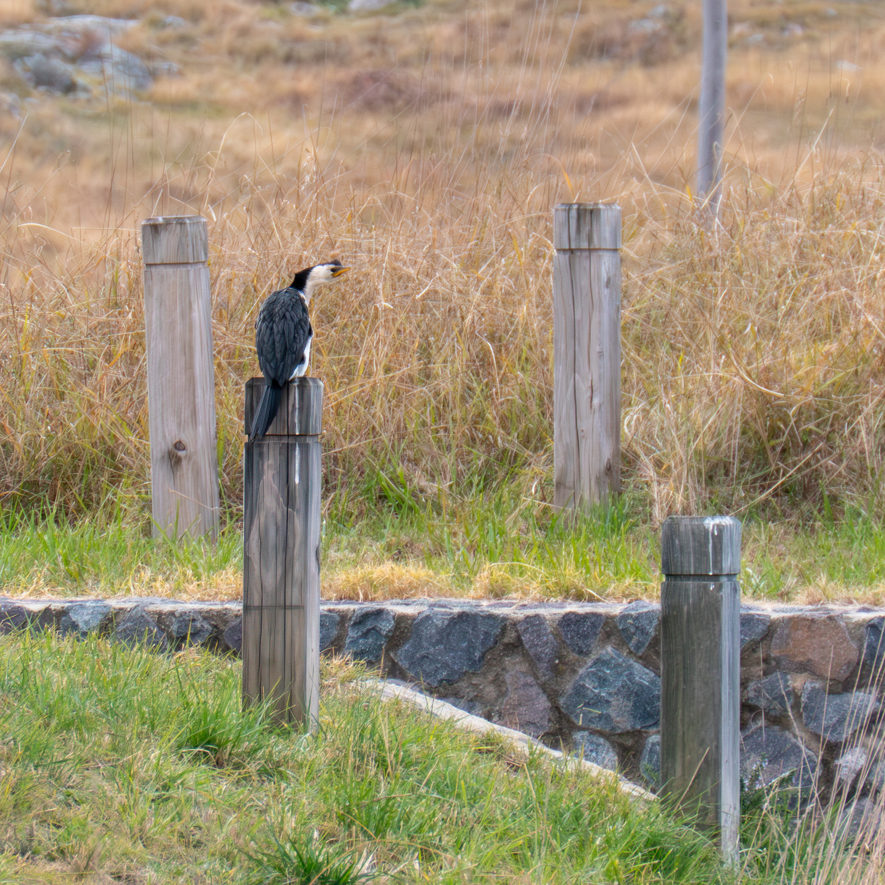 A cormorant perched on a post.