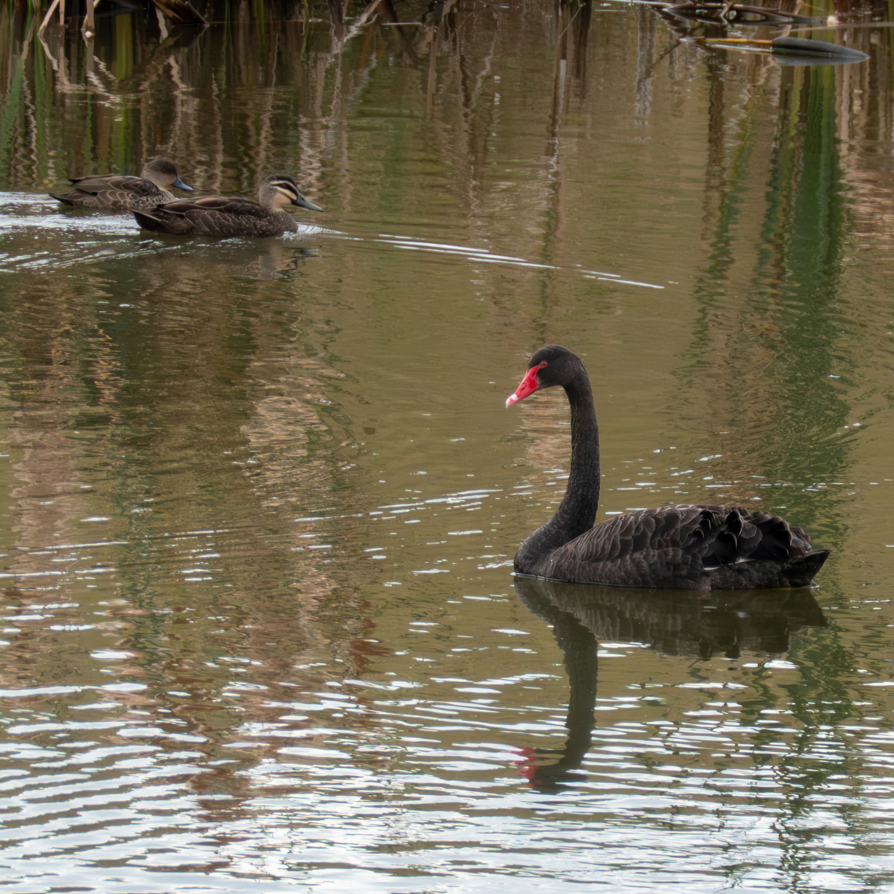 A black swan on a pond with two ducks in the background.