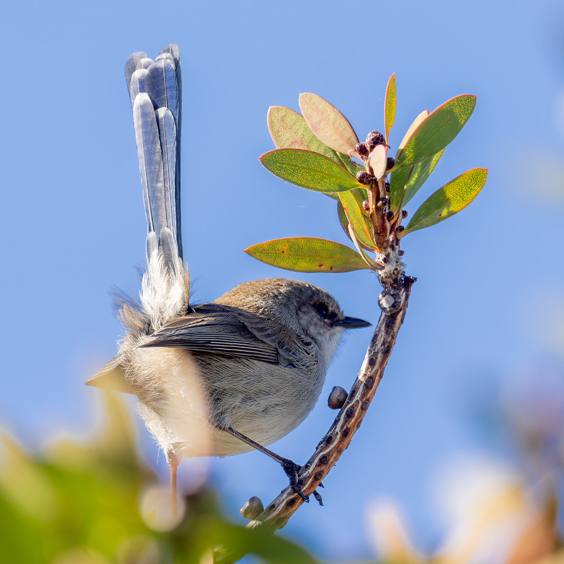 A wren with a blue tail feathers sitting on a bush looking away from the camera.