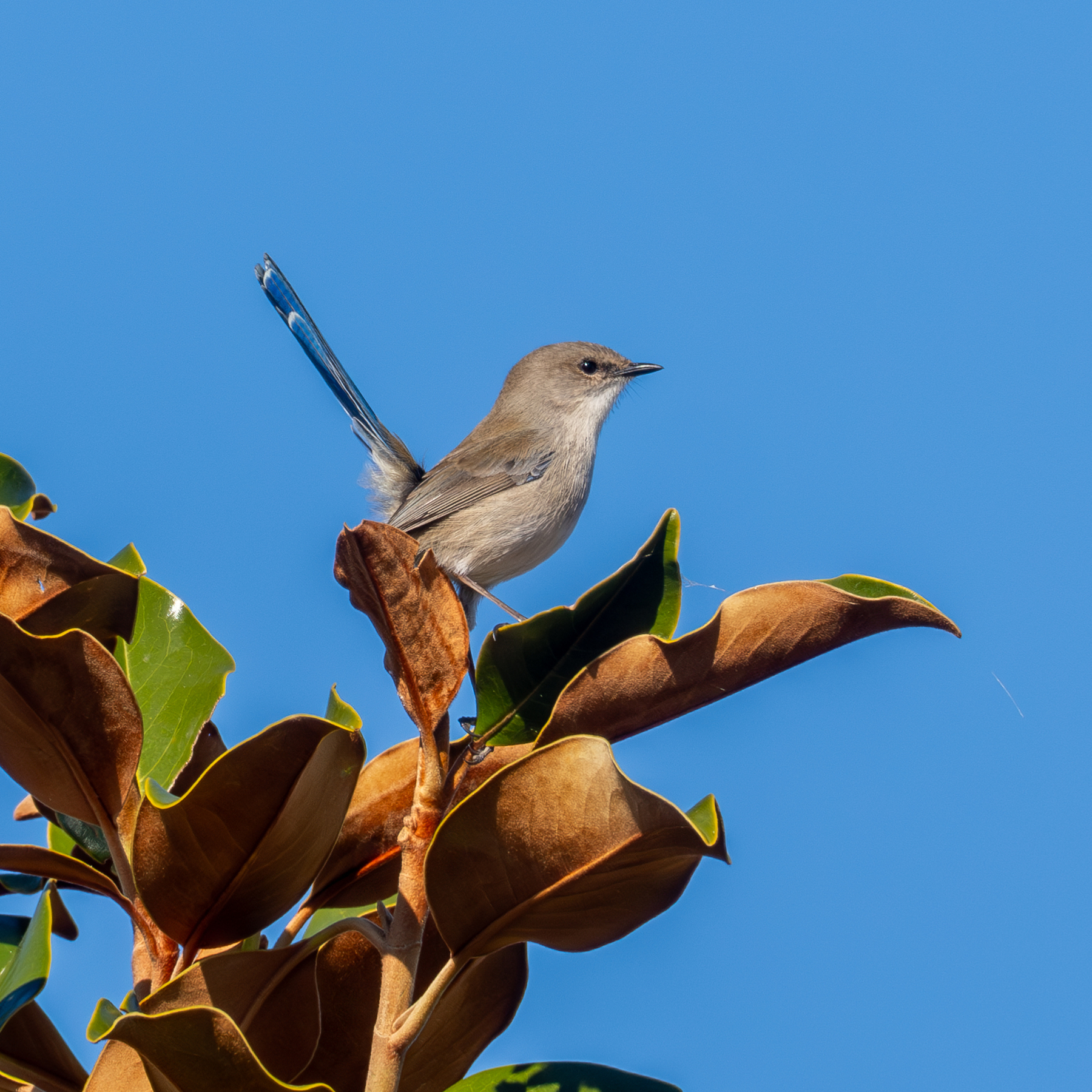 A wren perched on the top of a bush looking to the right with a clear blue sky behind.