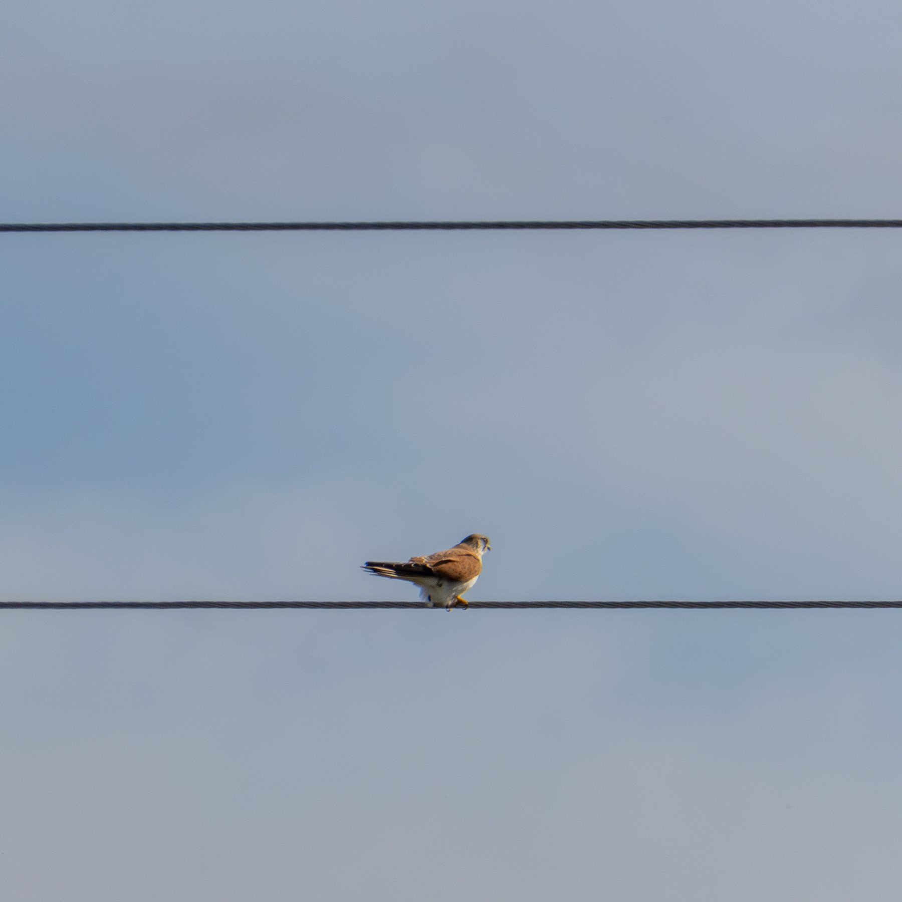 A kestrel sitting on a power line.