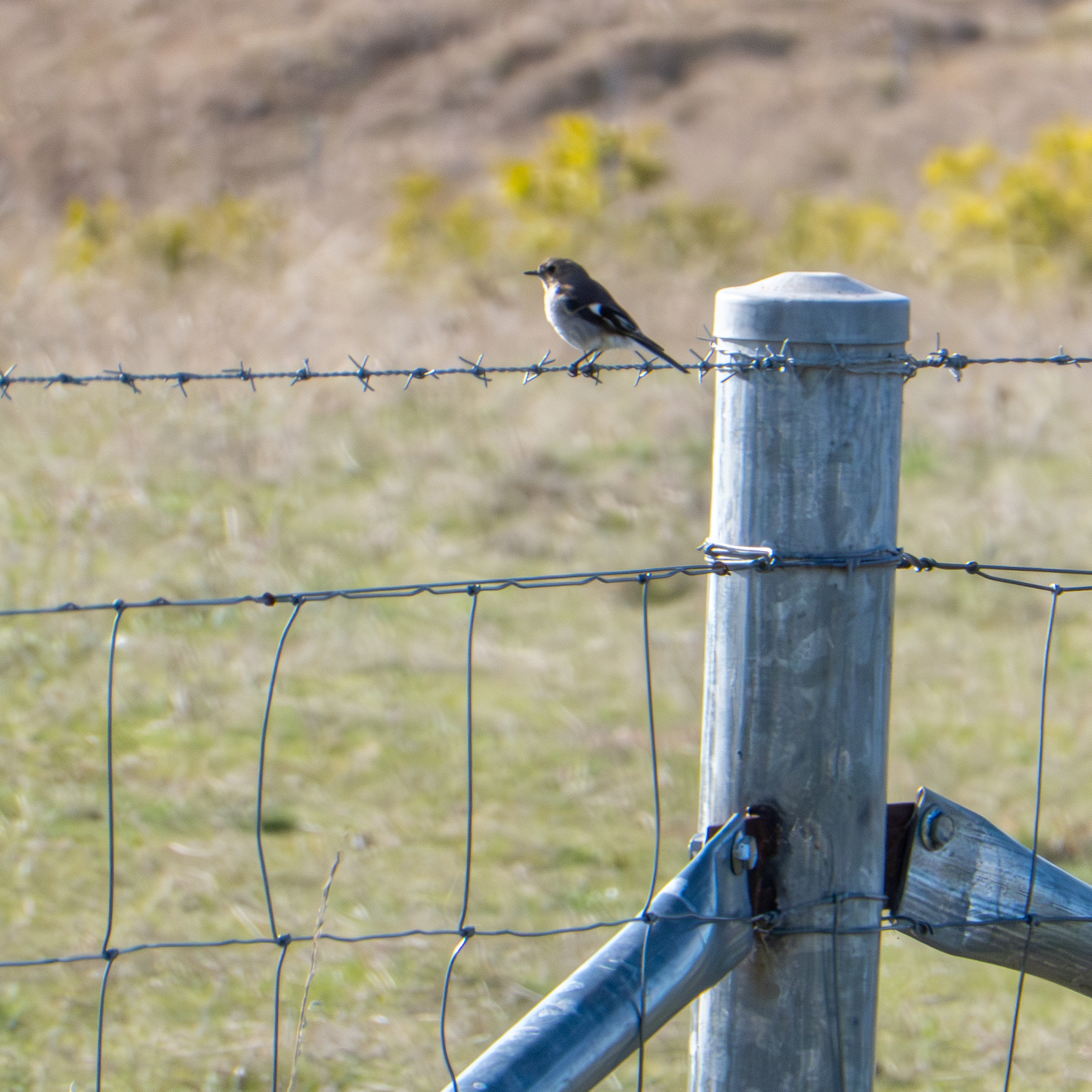 A little bird sitting on a wire fence next to a field