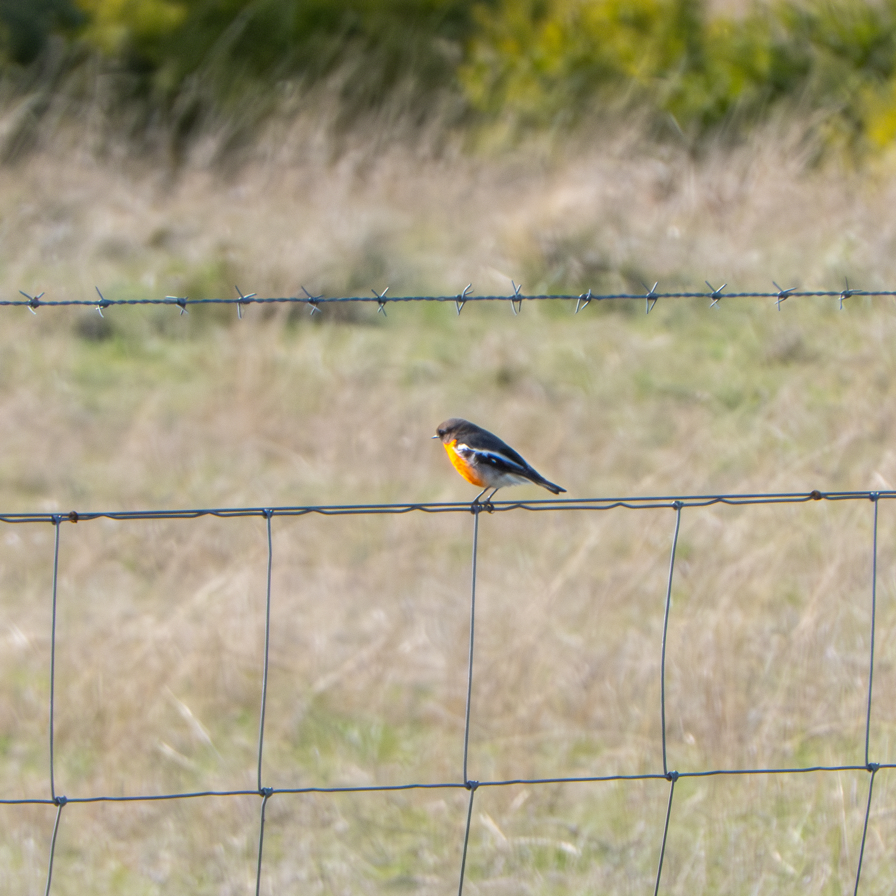 A little bird with a red breast sitting on  wire fence