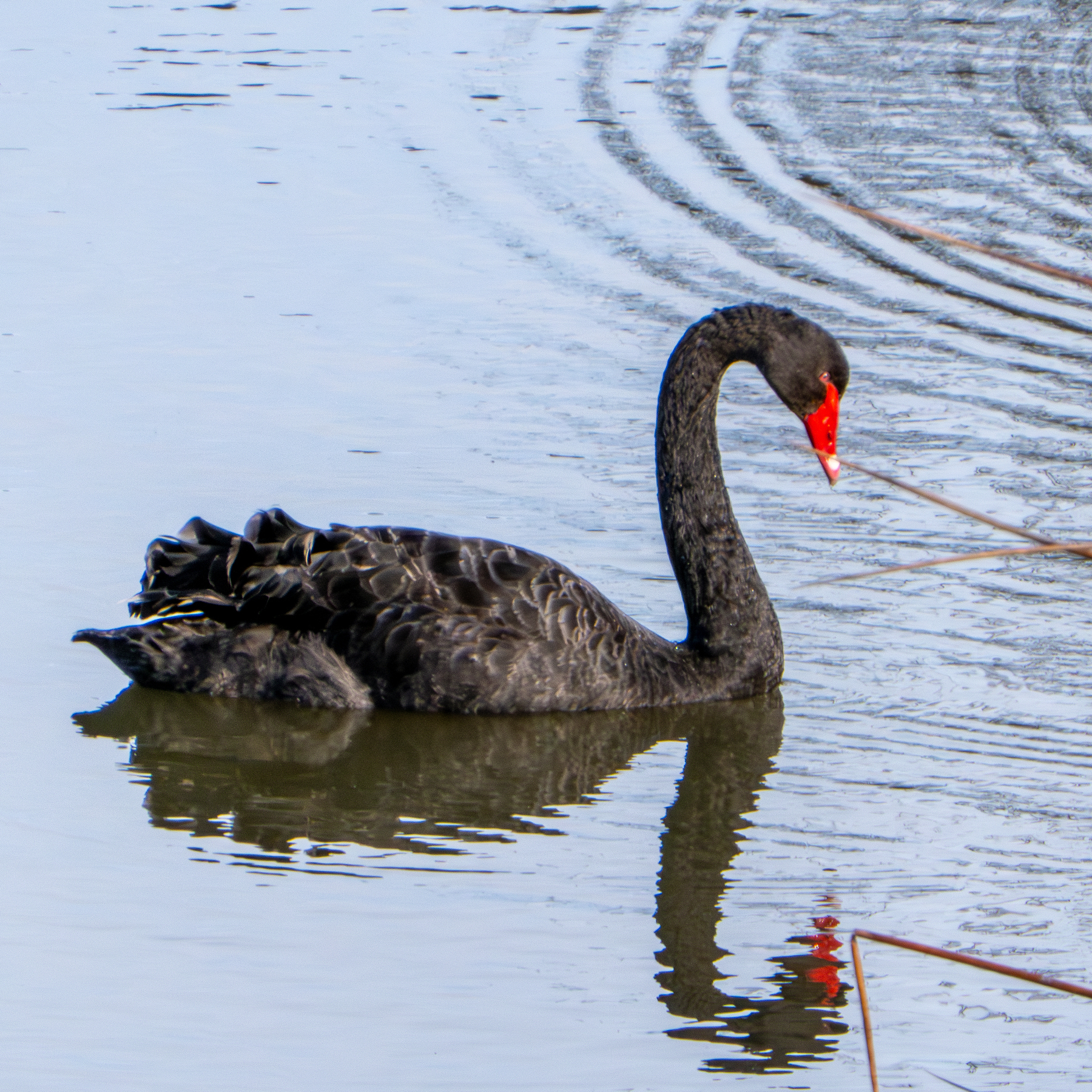 A black swan on a pond.