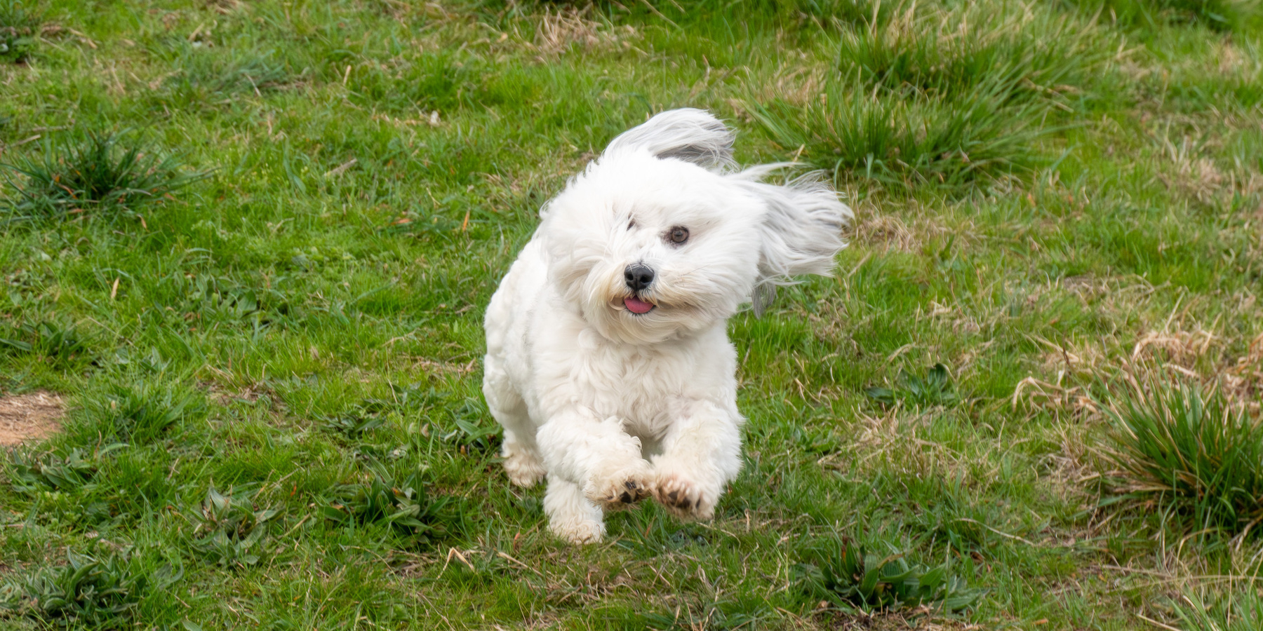 Trinket the dog running over the grass.