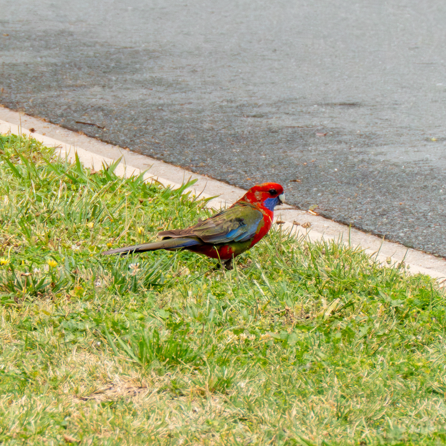 A crimson rosella standing in some grass at the side of the road