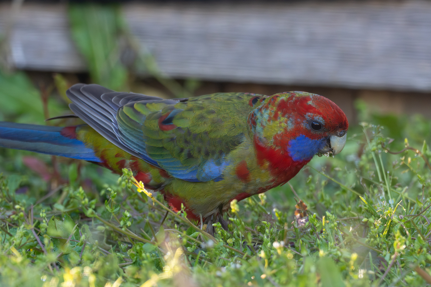 A juvenile crimson rosella in the grass