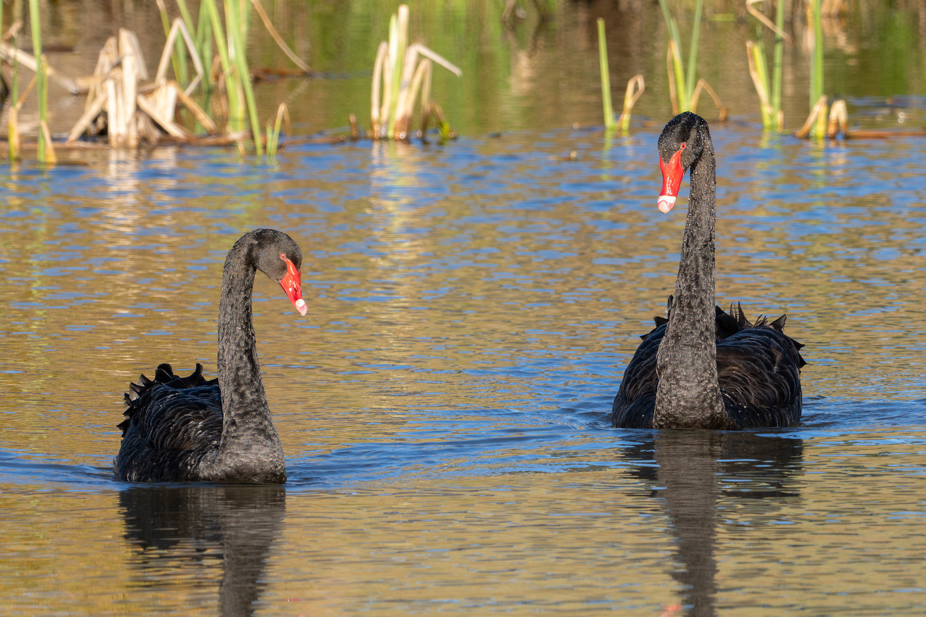 Black swans on the pond.