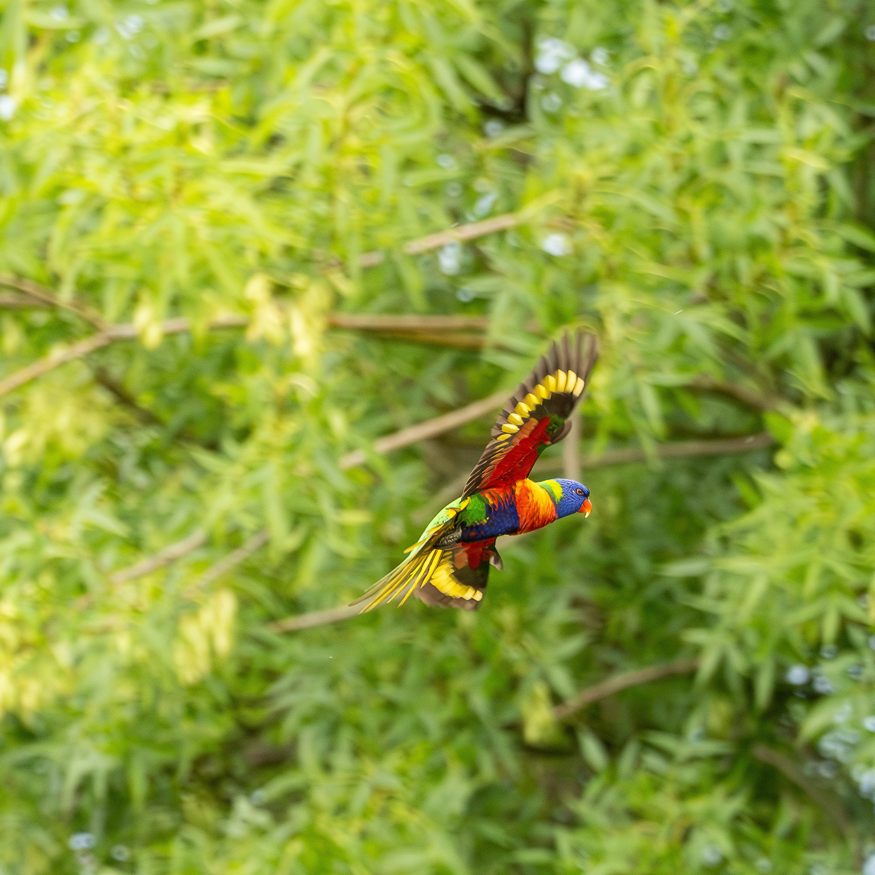 A rainbow lorikeet in flight in front of a tree