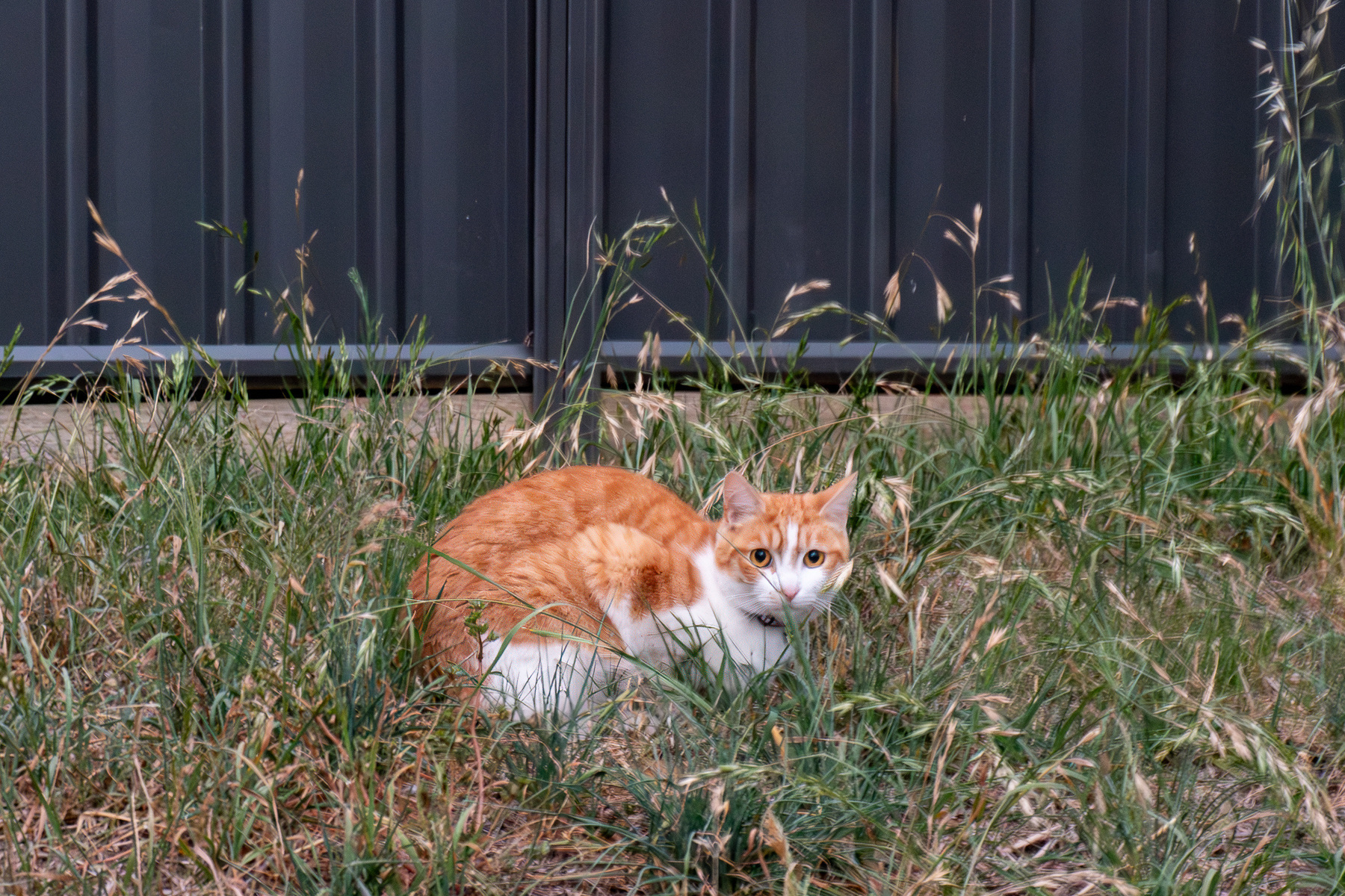 Orange cat sitting in the grass looking at the camera. A metal fence in the background