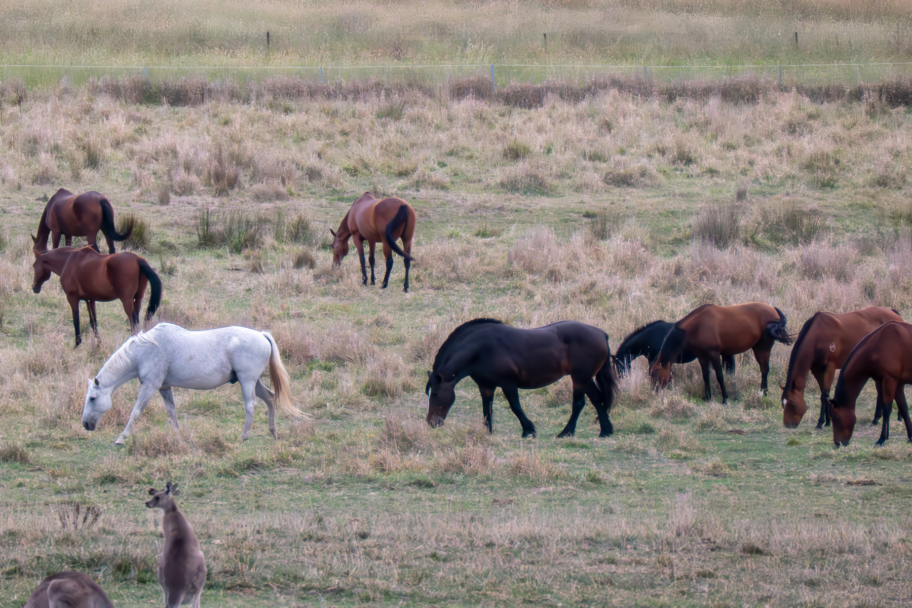 A group of horses in a grassy field.