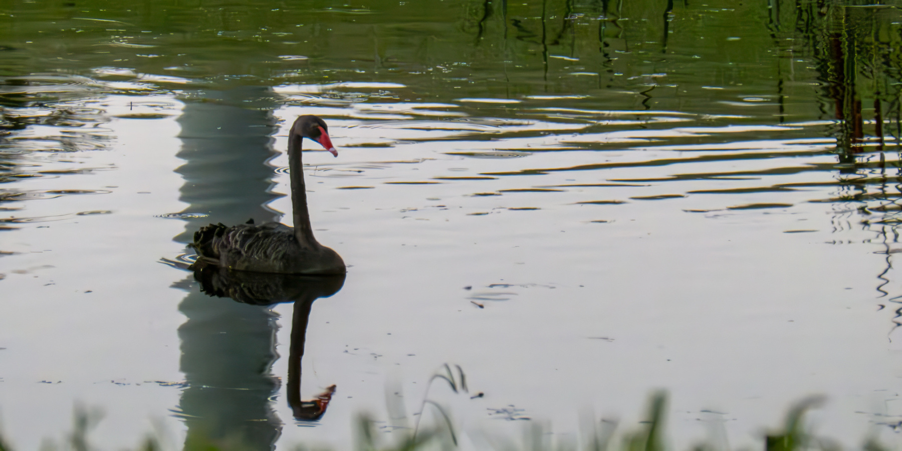 A black swan on a pond.