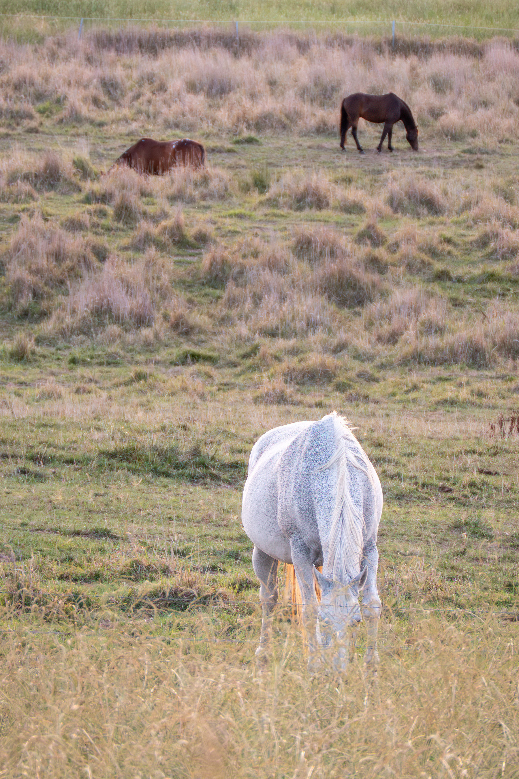 Three horses eating grass in a field. There is a white horse in the foreground, and a black and brown horse in the distance.