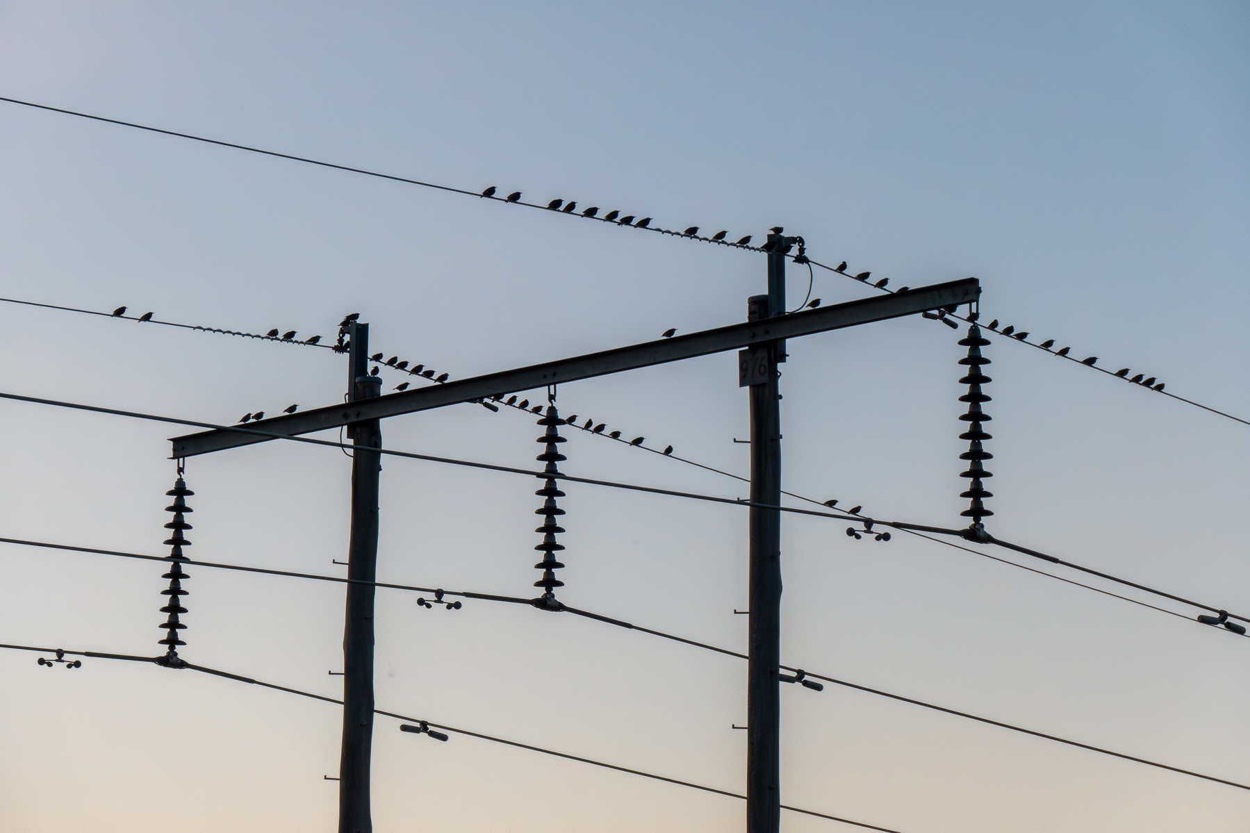 A silhouette of powerlines with a lot of birds sitting on them.