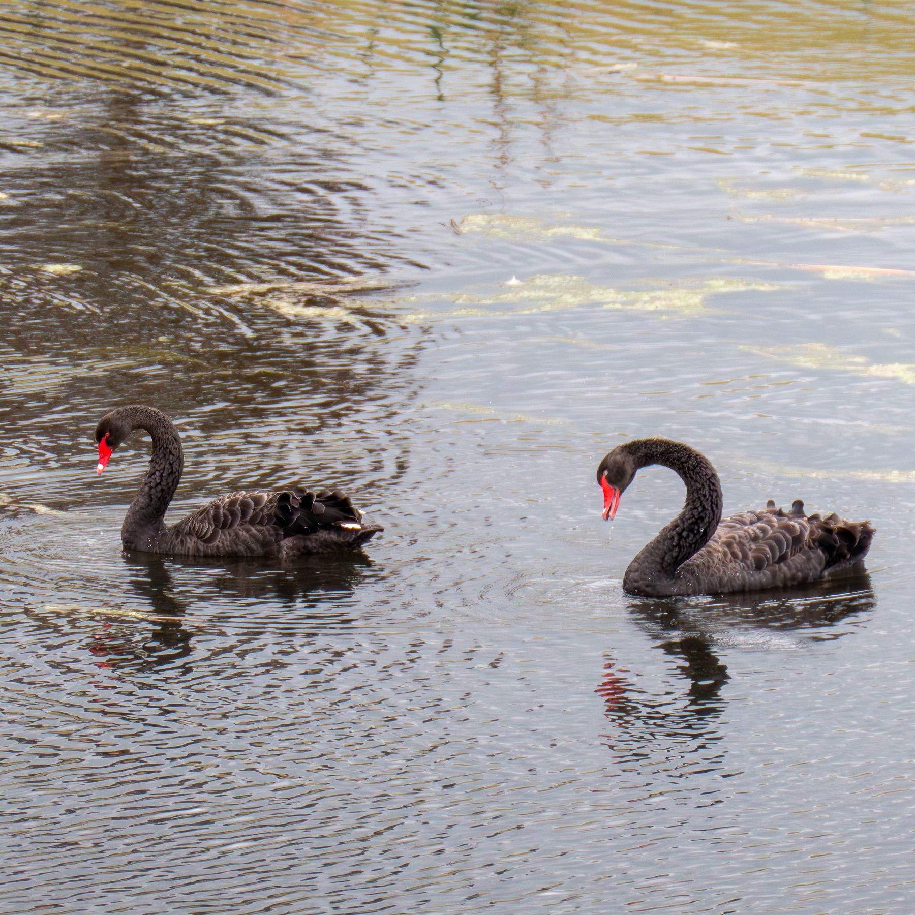 Two black swans on a pond.