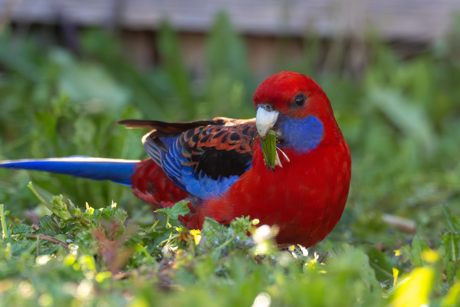 A mature crimson rosella in the grass