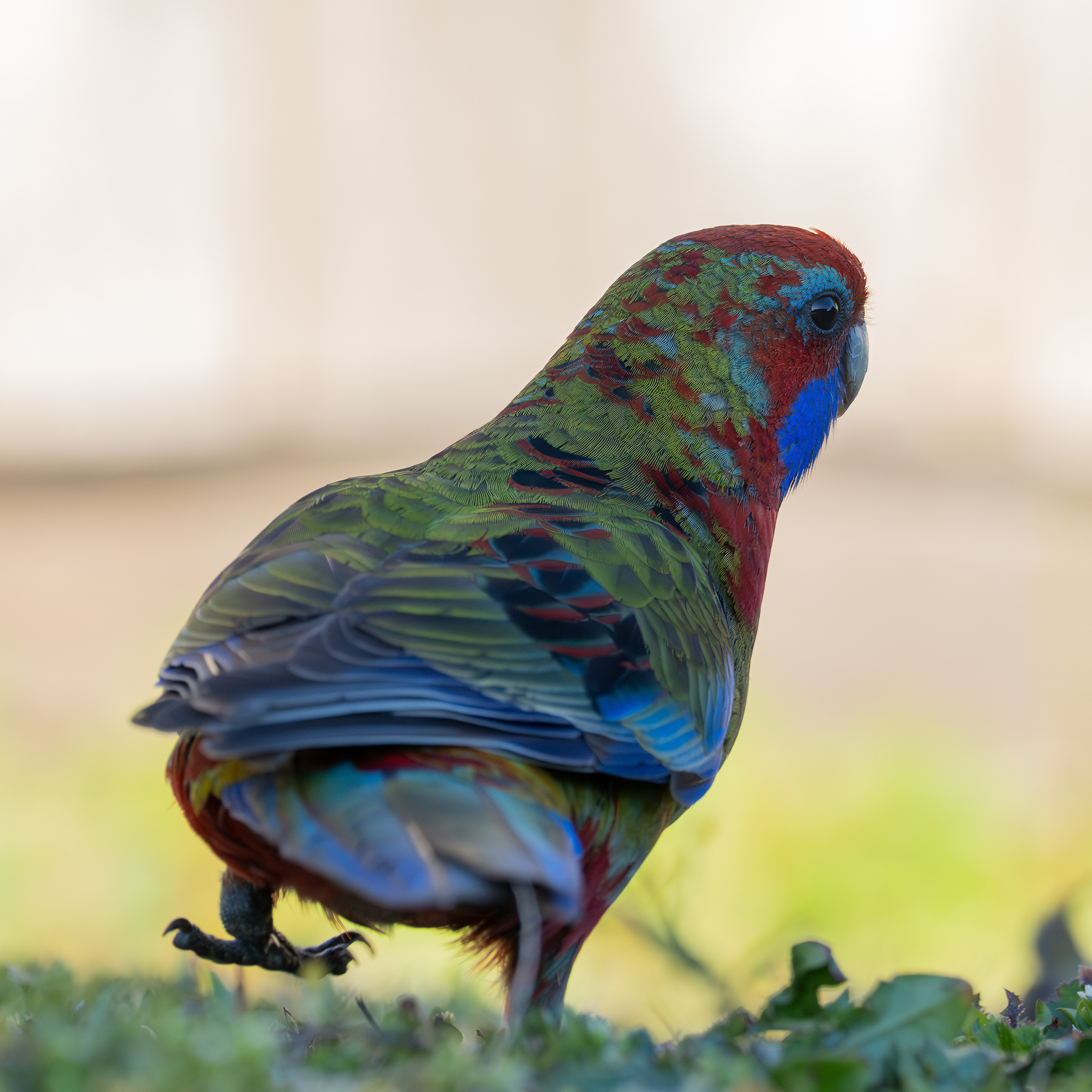 Crimson Rosella walking around my backyard