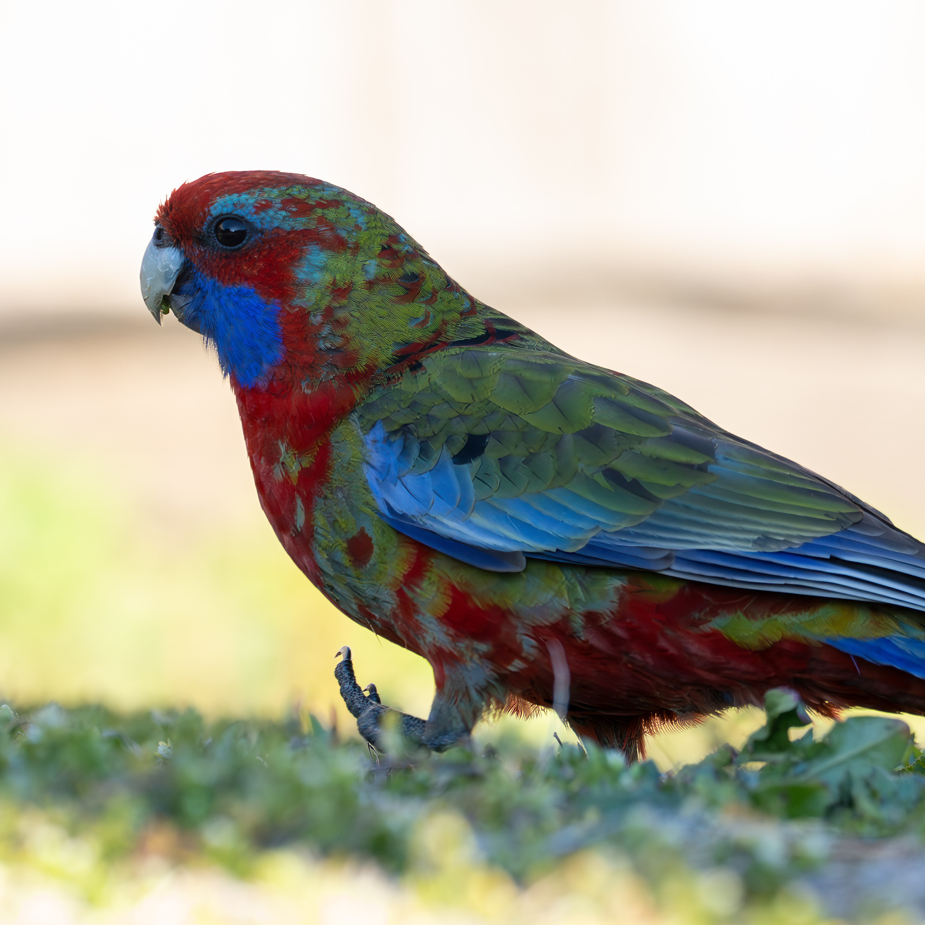 Crimson Rosella walking around my backyard