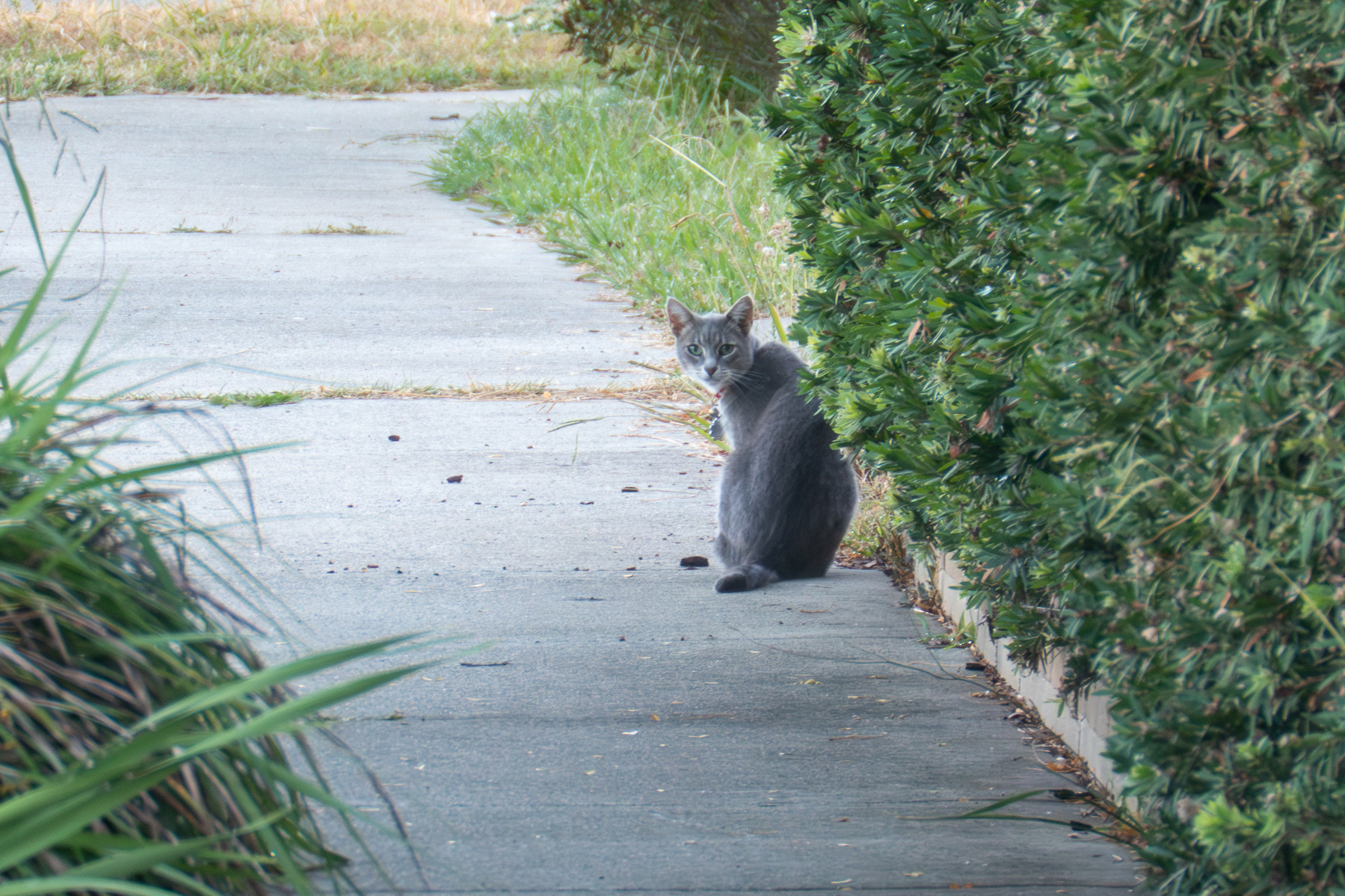 A small grey cat sitting on a footpath next to a bush.
