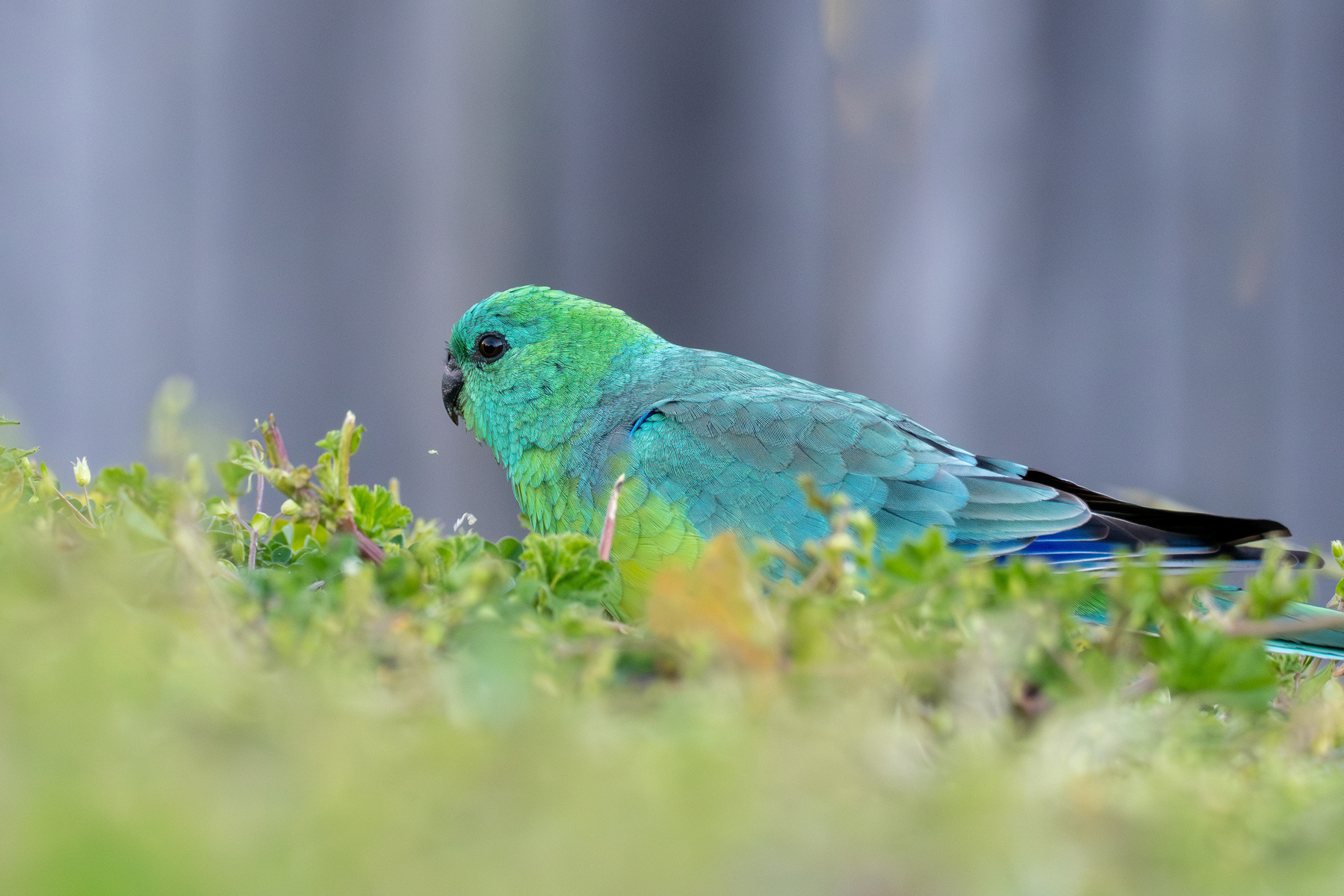 A male red-rumped parrot in the grass.