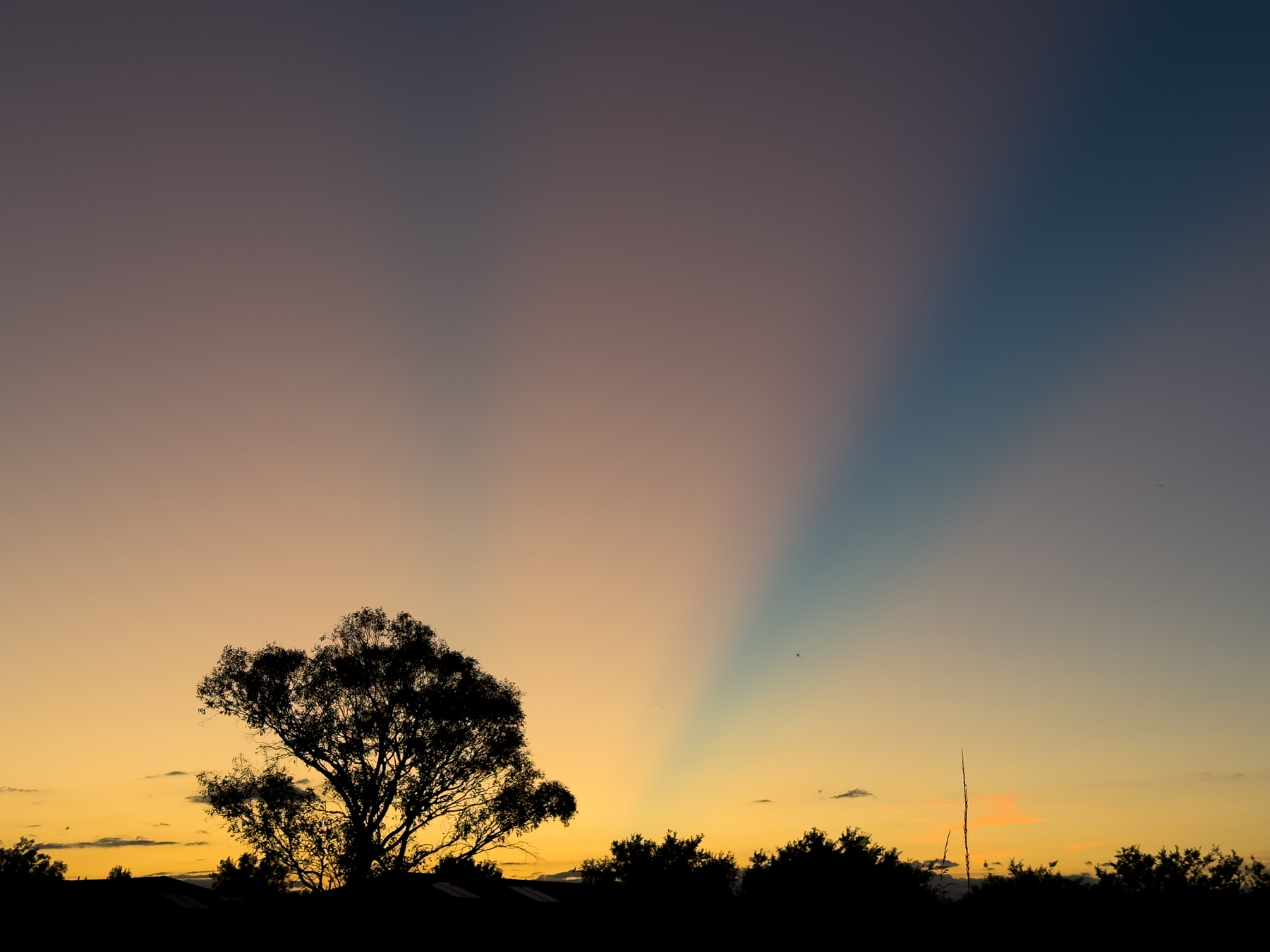 A silhouette of a gumtree at sunset.