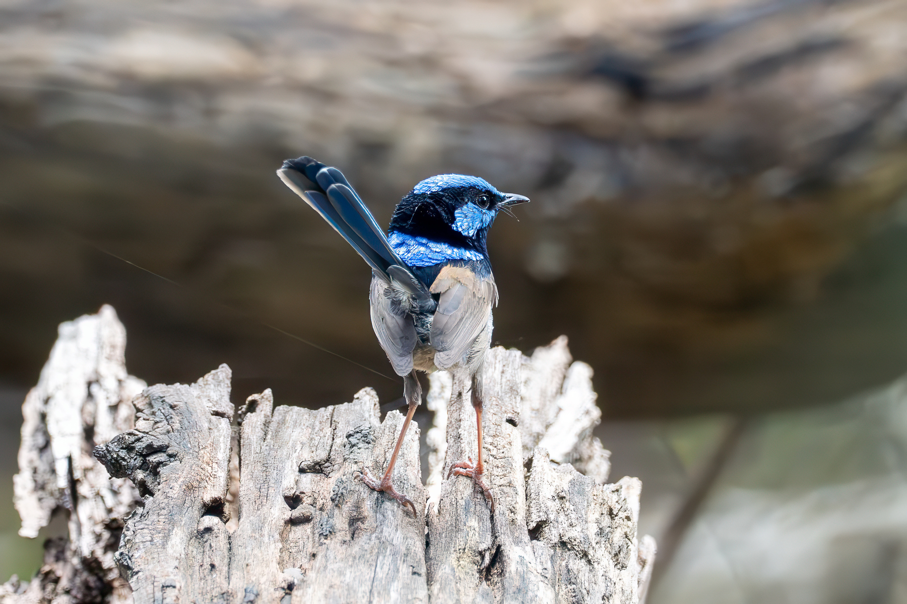 Superb fairywren at Wonga Park.