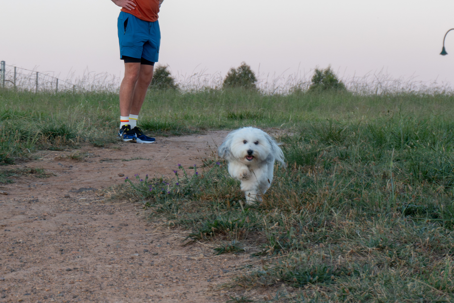 Trinket - a havanese dog - running excitedly down a hill towards the camera. 