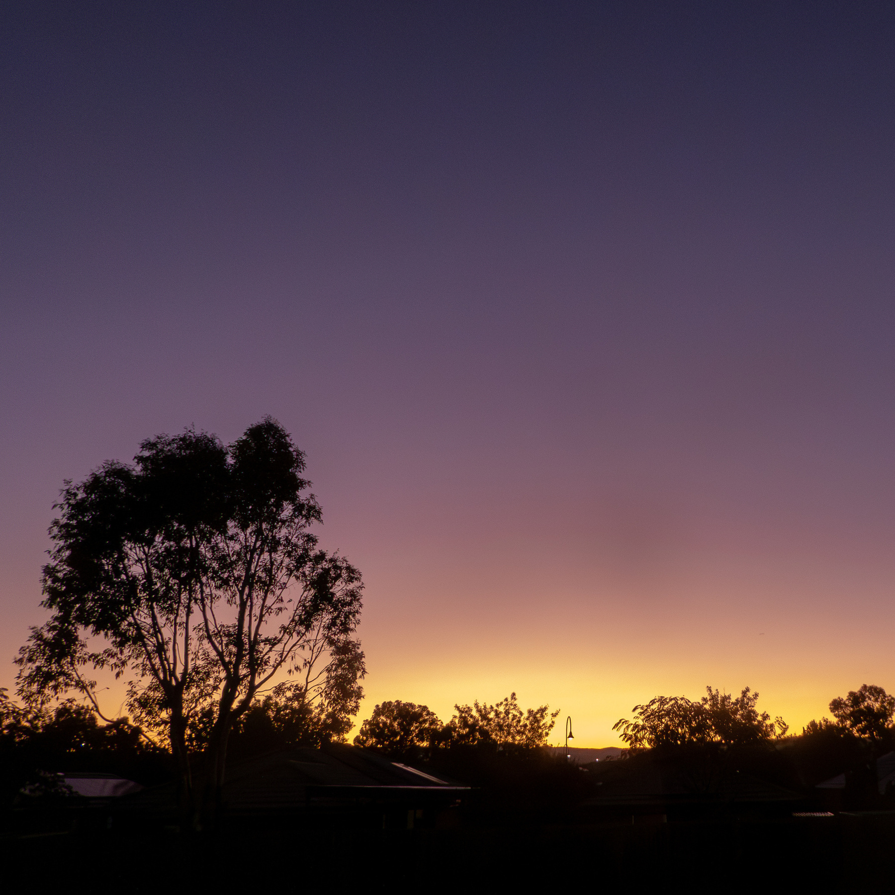 A yellow and purple sunset with no clouds. A silhouette of a gumtree in the foregound.