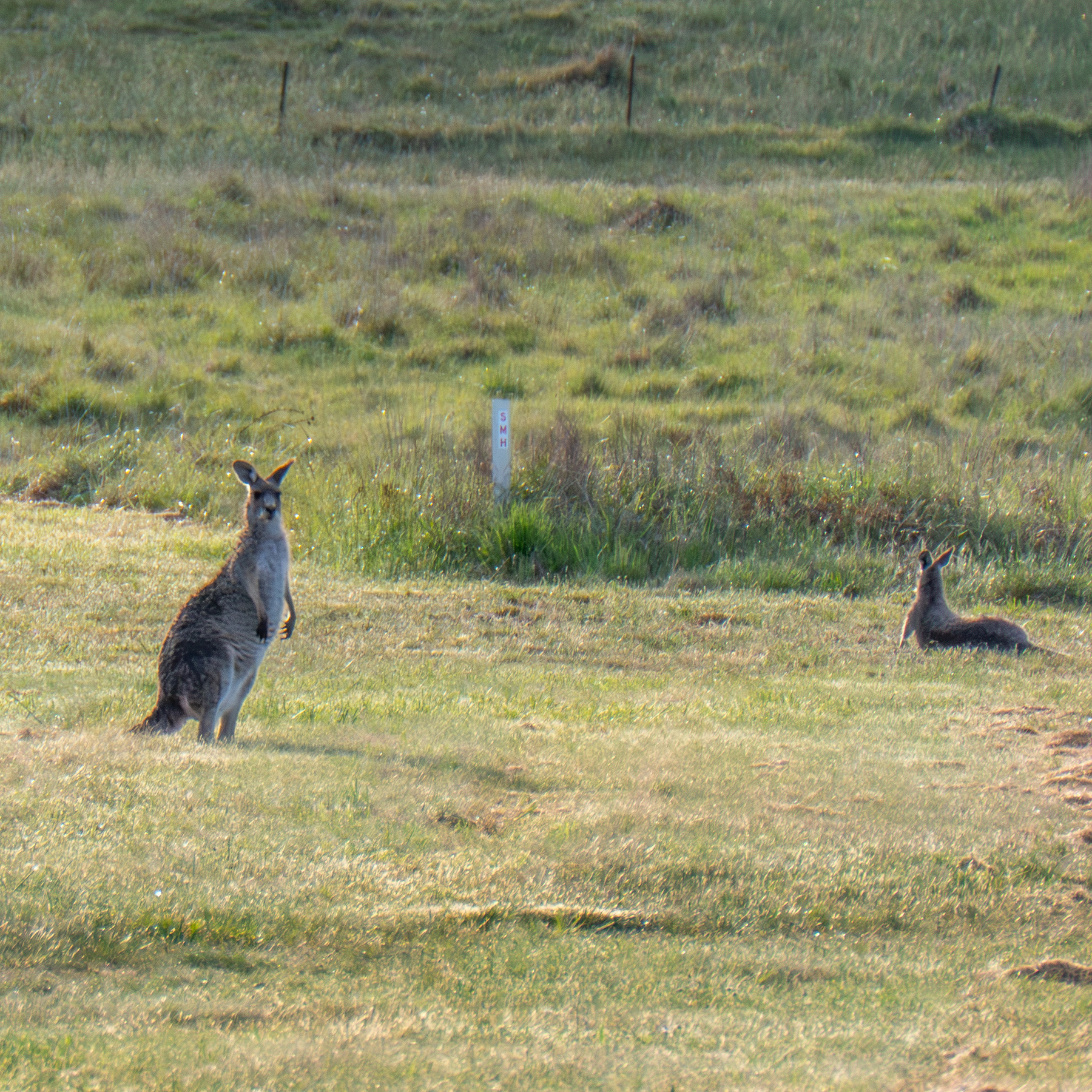 A couple of eastern grey kangaroos in a grassy field. One standing looking at the camera, one lounging.