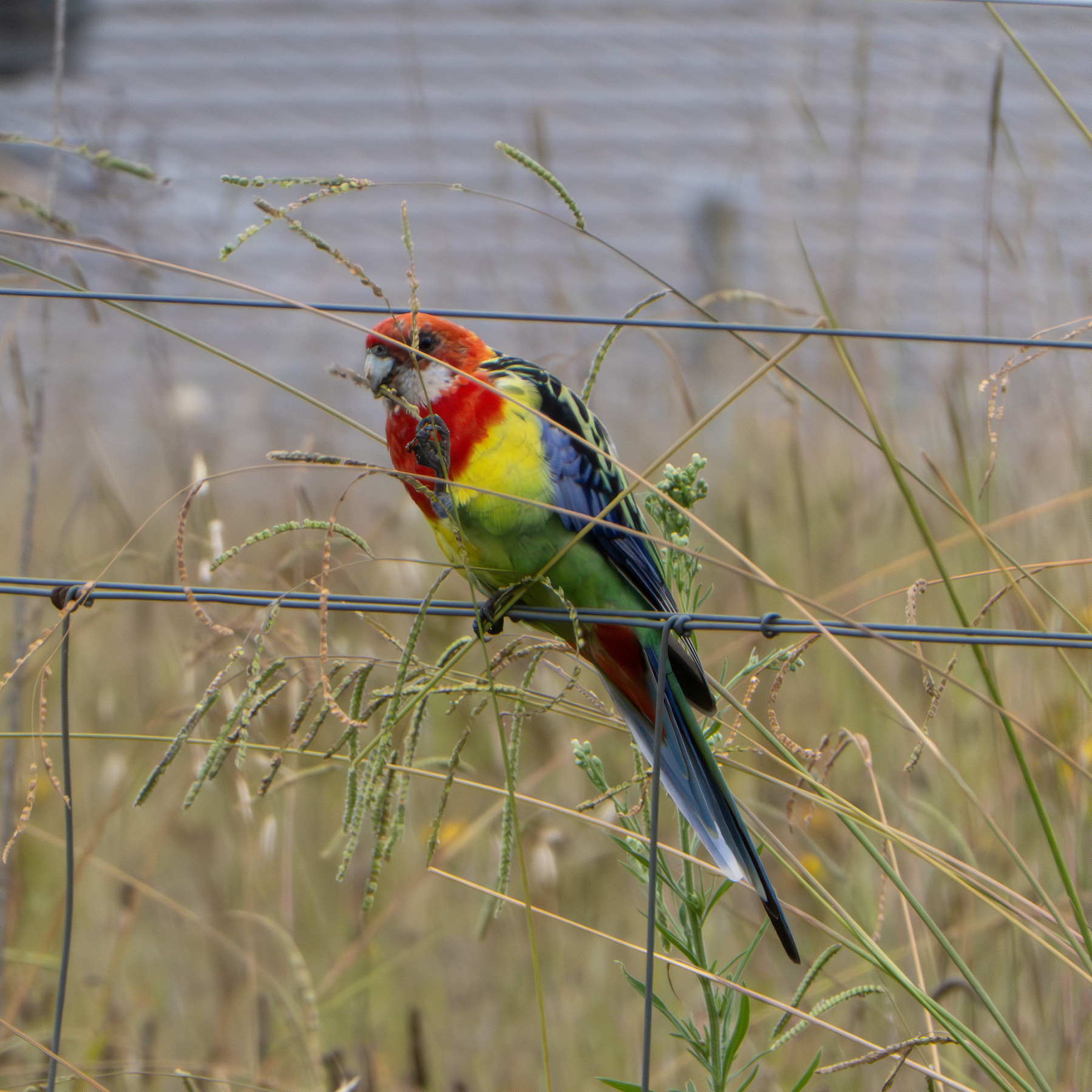 A rosella on a wire fence eating grass seeds.