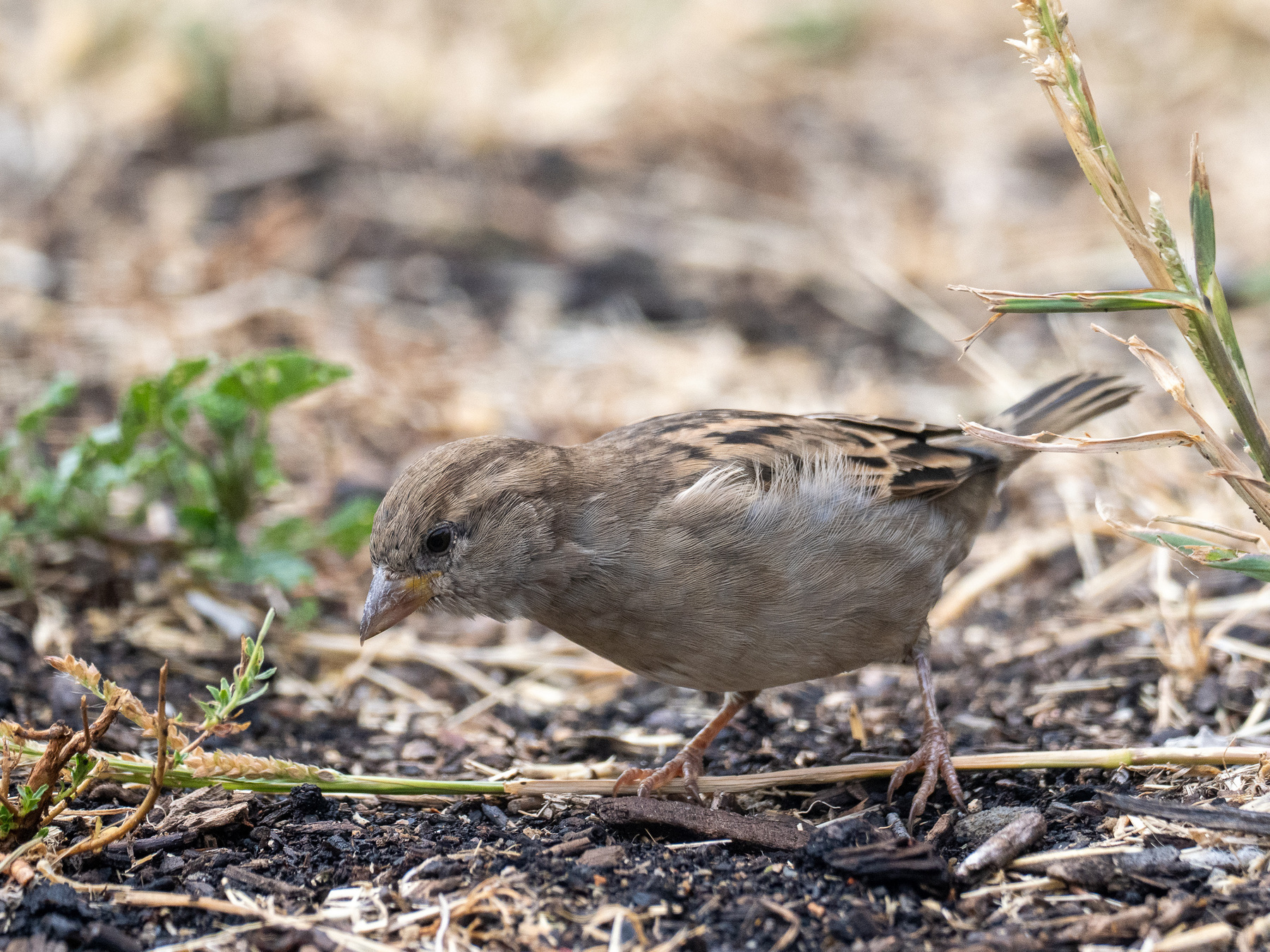 A sparrow on the ground looking for seeds