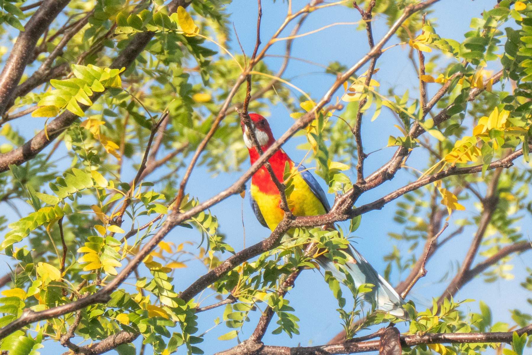 A rosella trying to hide behind a stick in a tree.