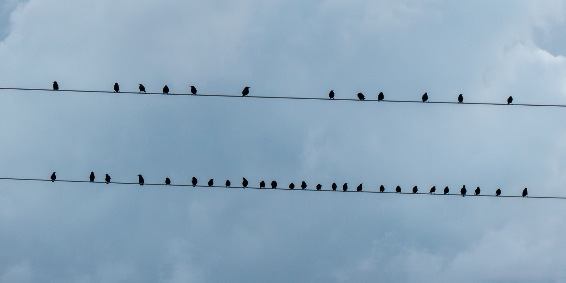 A flock of birds perched on two high-voltage powerlines.