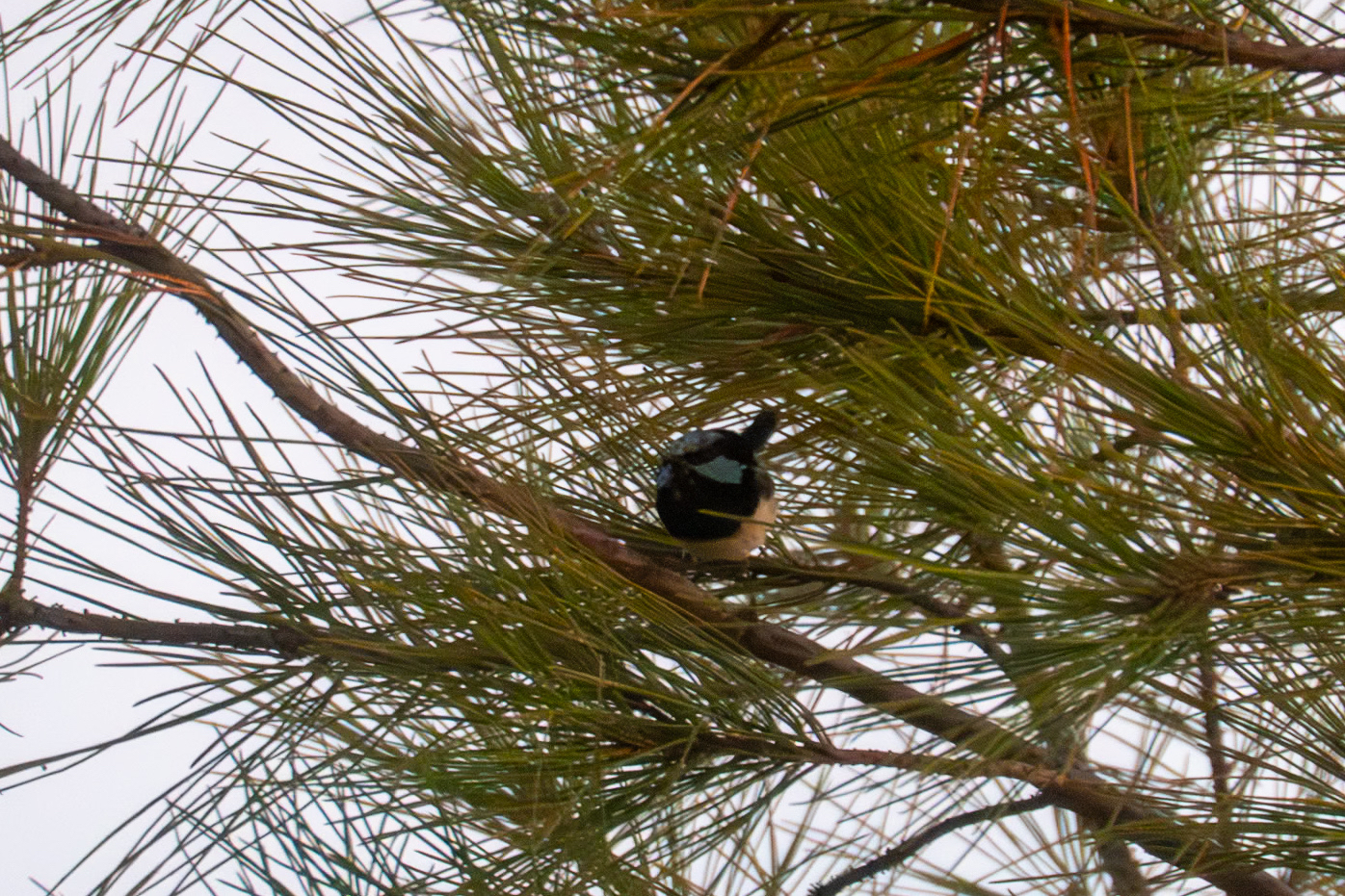 A tiny fairy wren in a pine tree