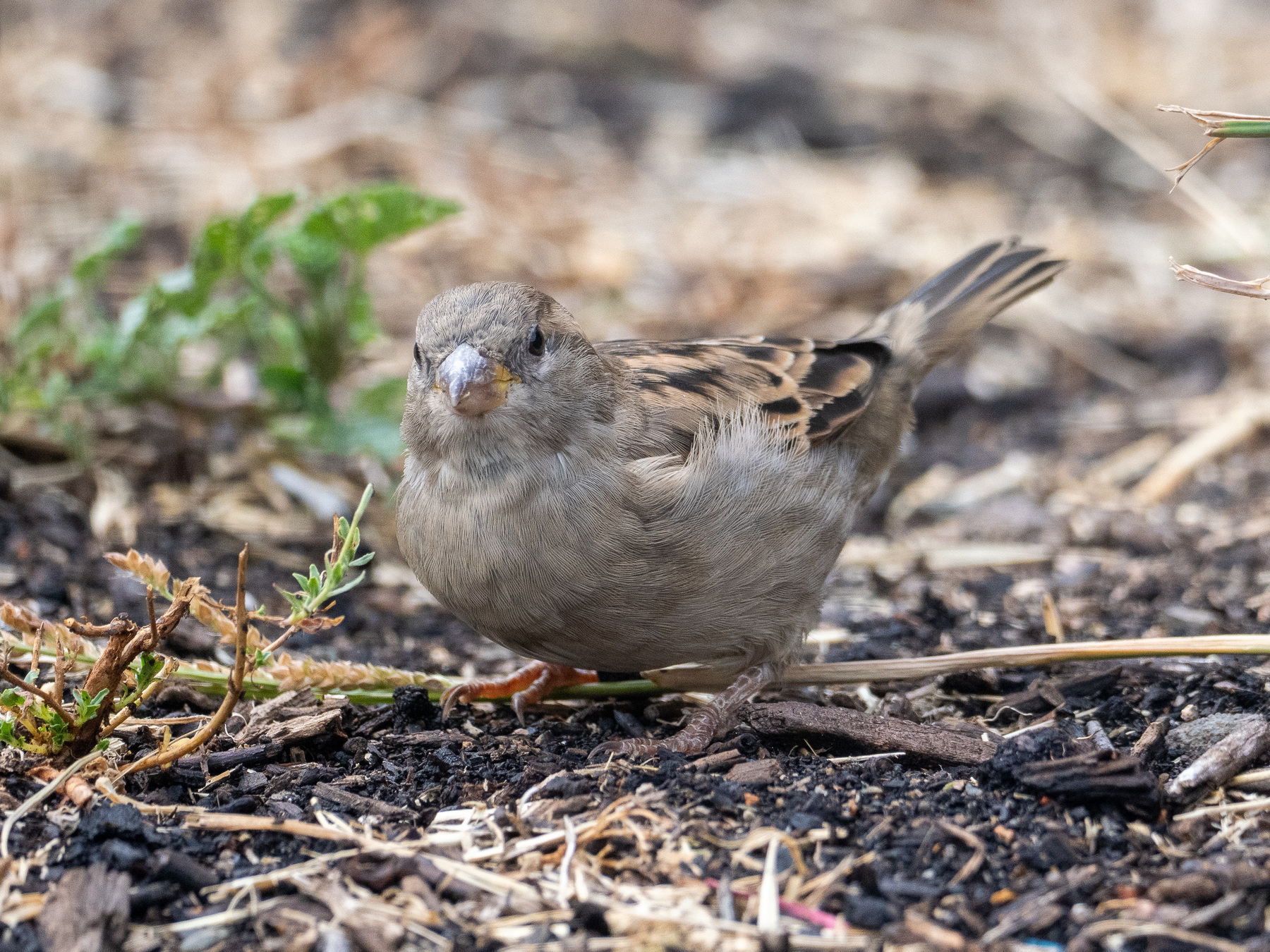 A sparrow on the ground looking on at camera