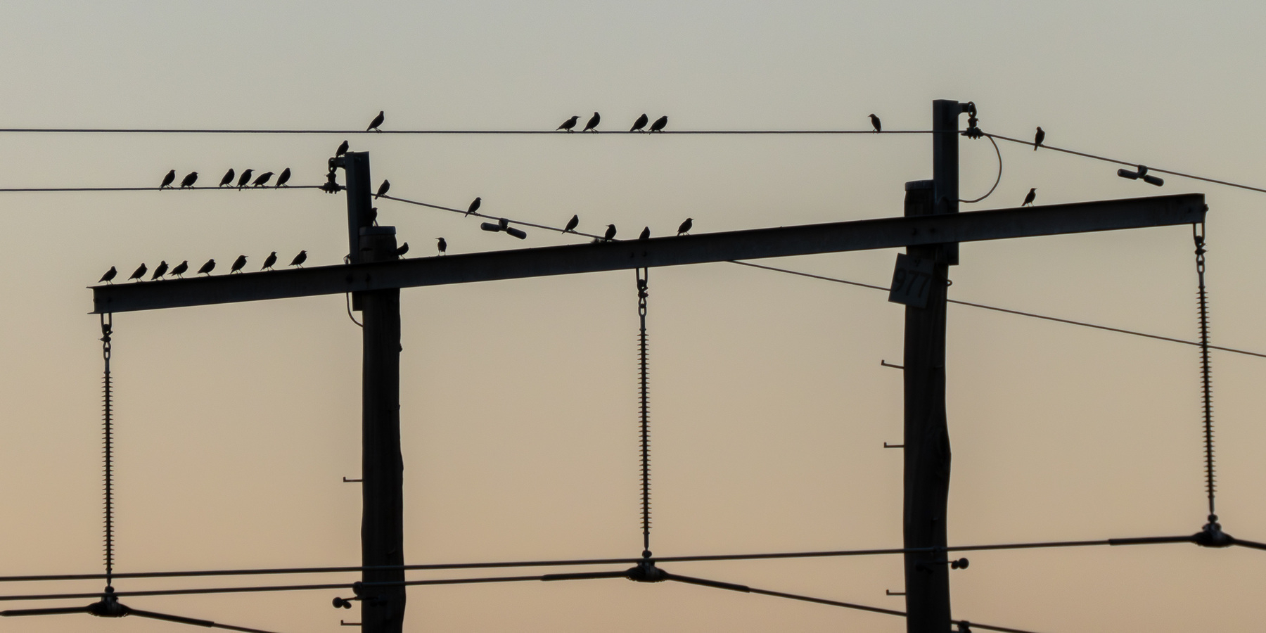 Silhouette of power lines with many birds on the wires.