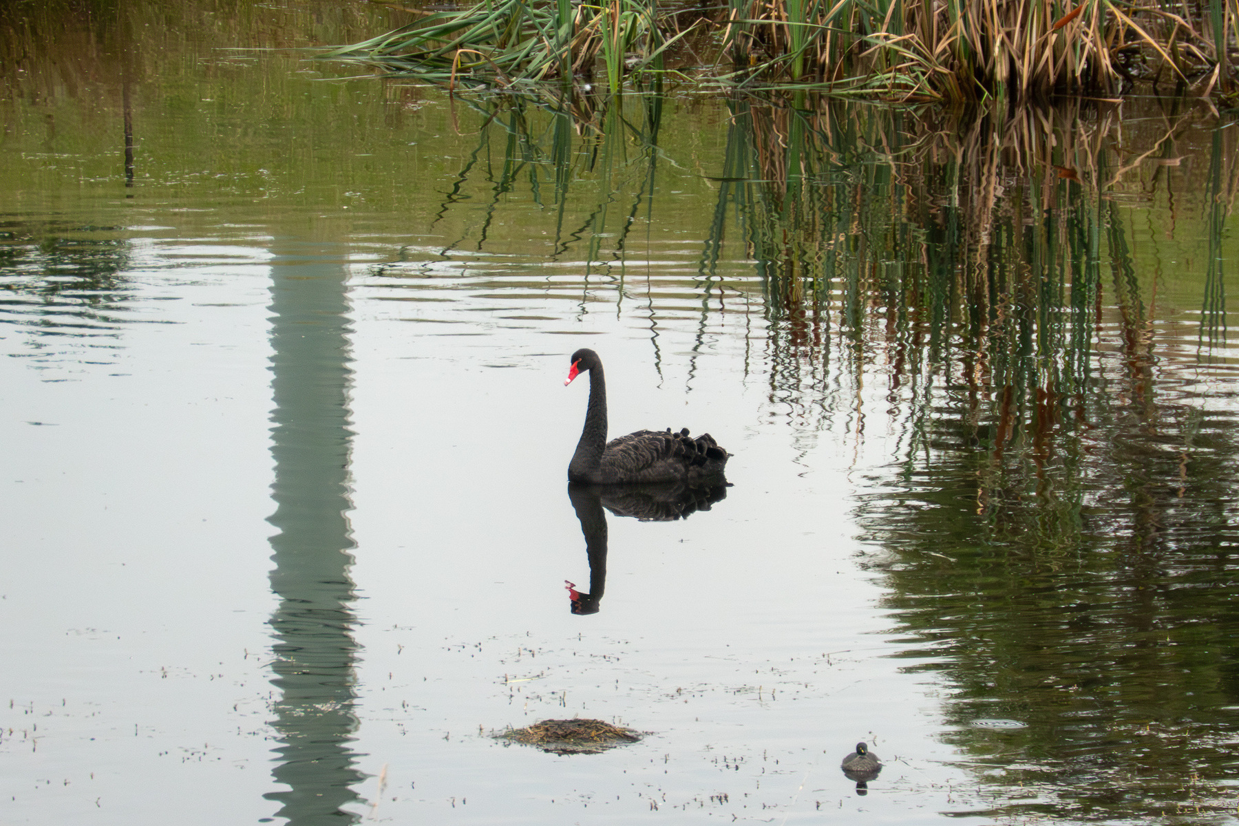 A black swan on a pond.