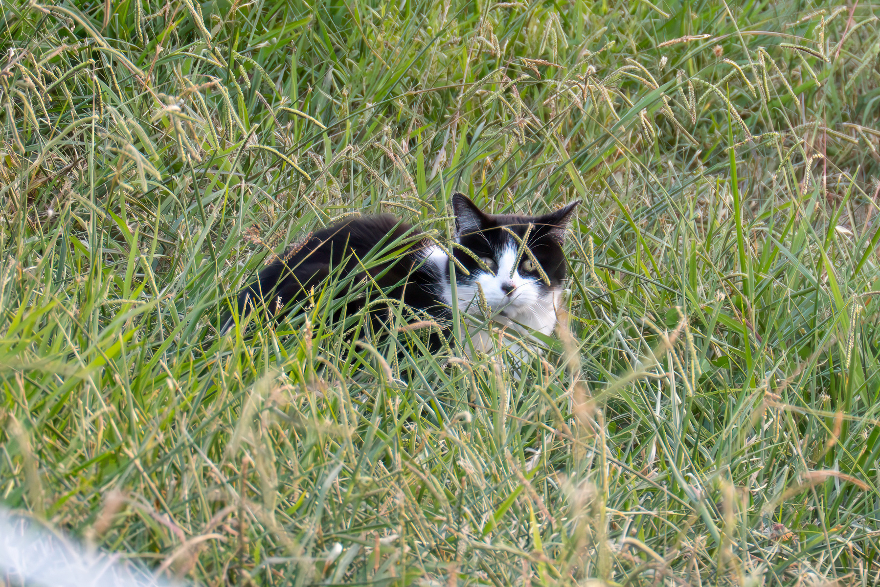 A black and white cat hiding in long grass looking at me.