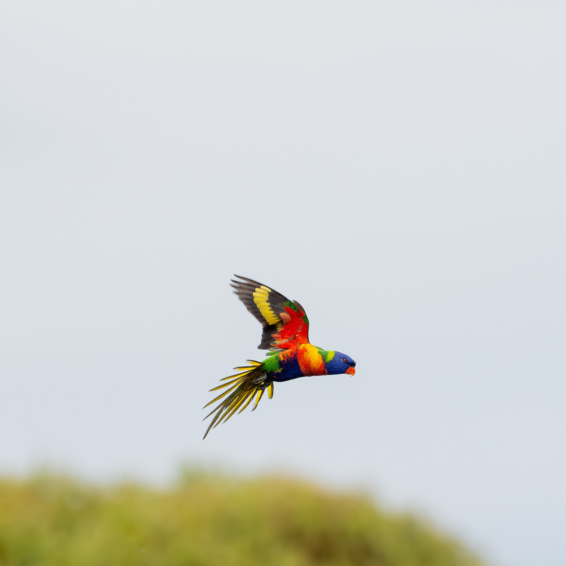 A rainbow lorikeet in flight