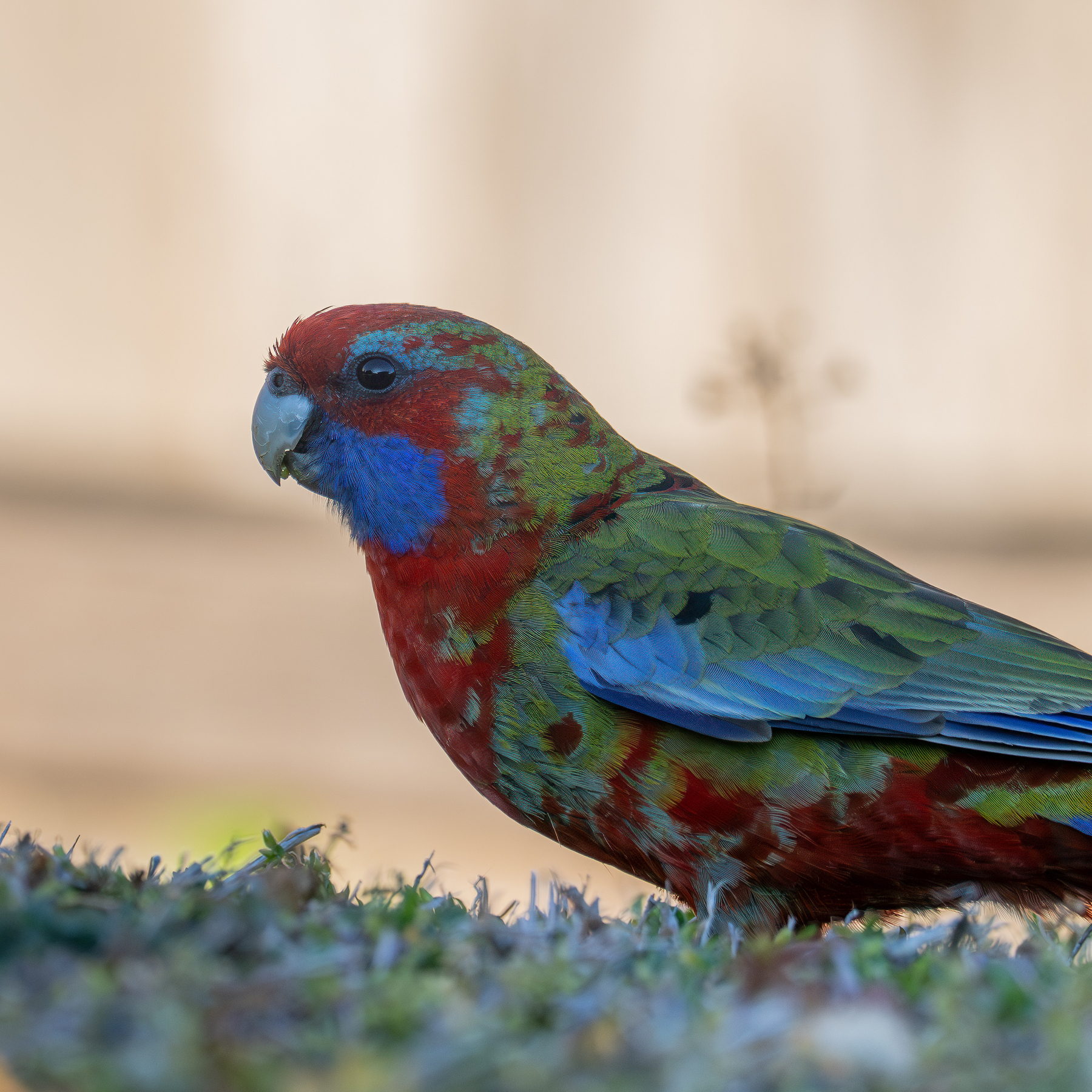 Crimson Rosella walking around my backyard