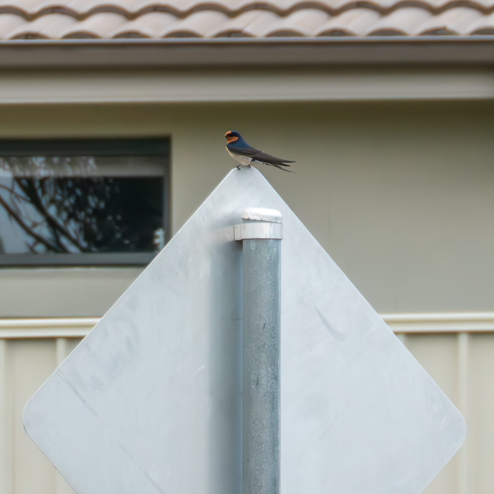 A tiny blue bird with a red head on a street sign