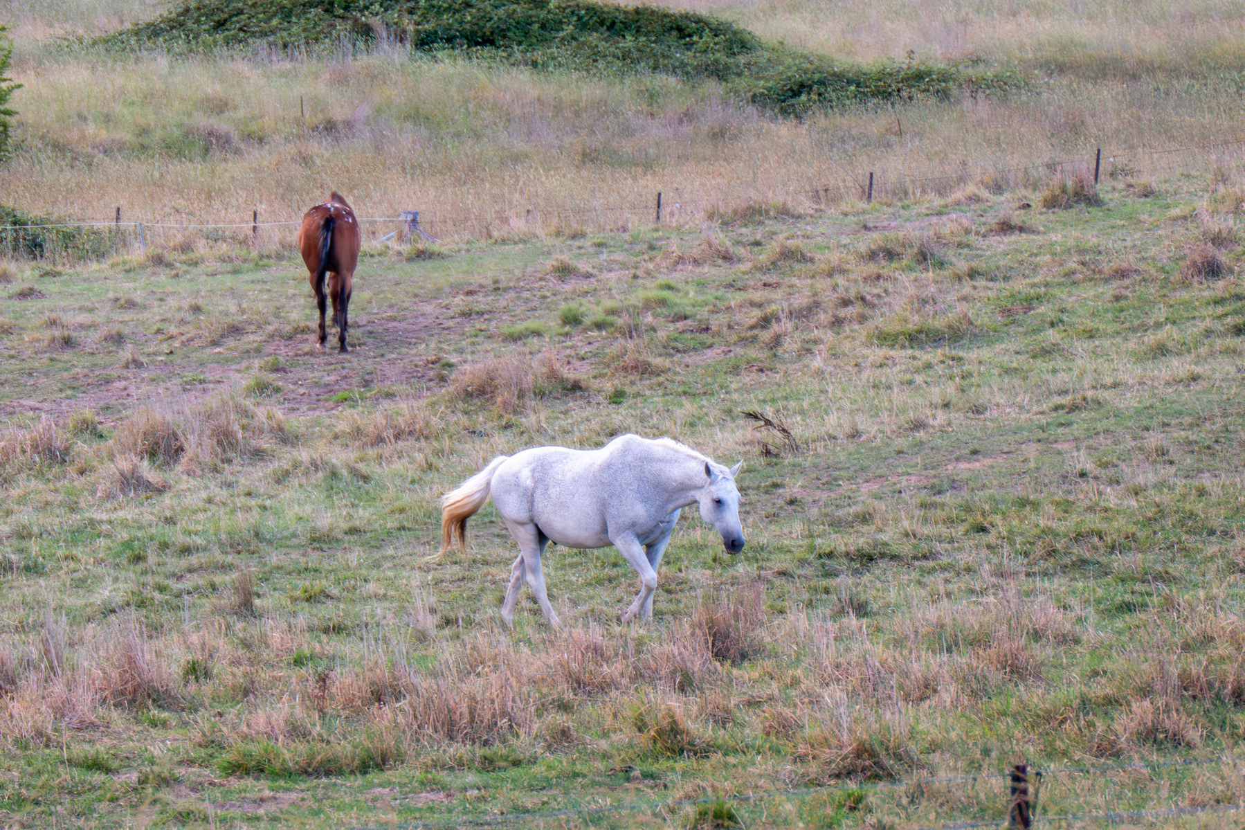 A white horse walking through a grassy field, in the back ground a brown horse grazes.