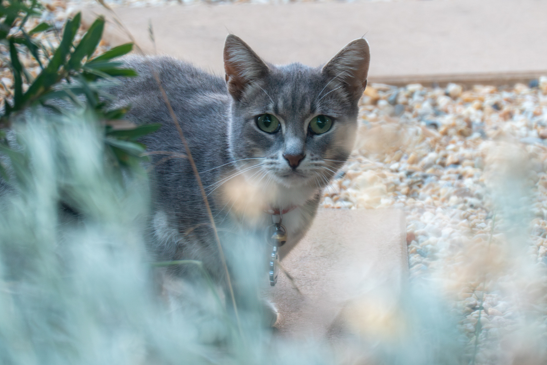 A small grey cat looking at the camera from behind some out of focus bushes.