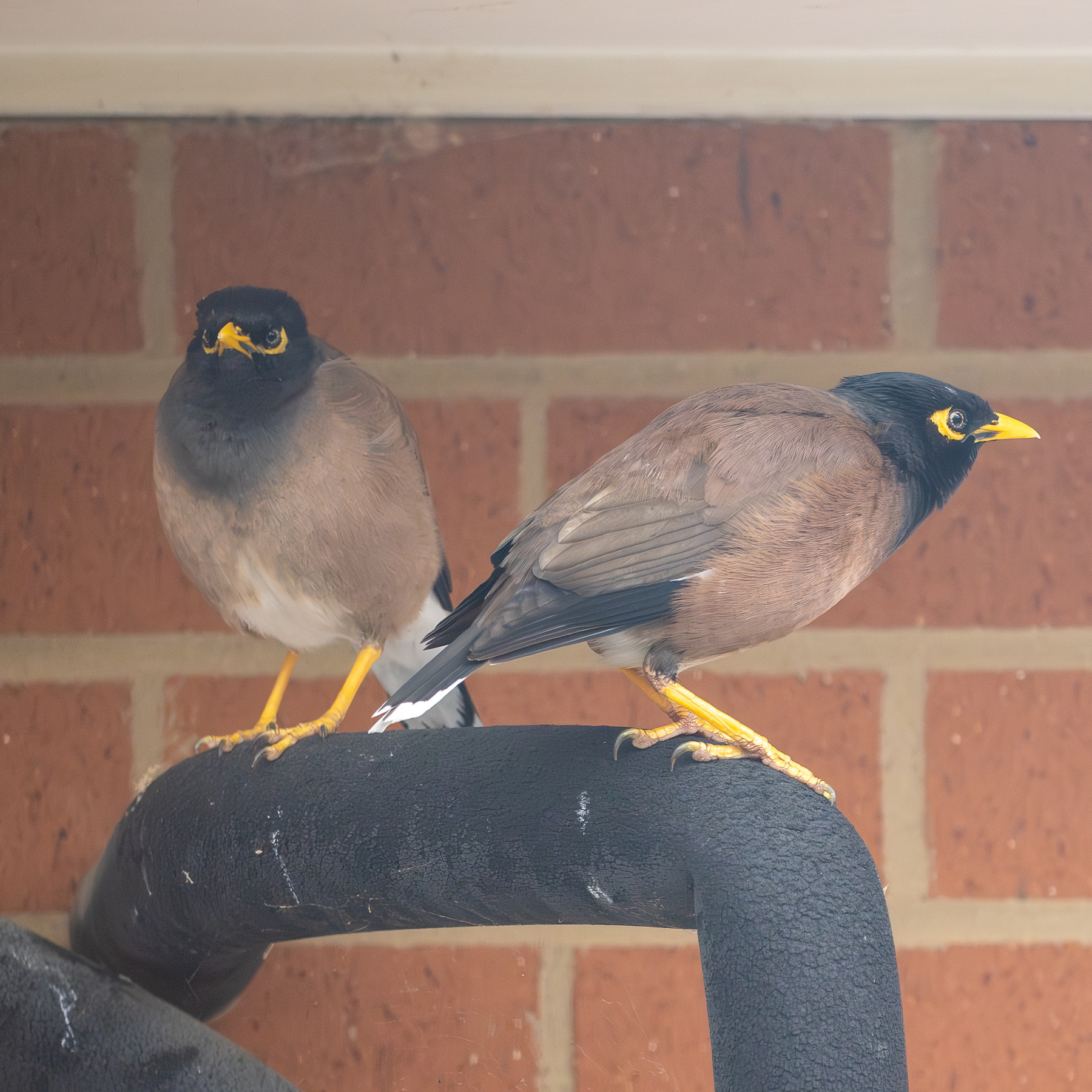 Two myna birds perched on some pipes connected to a hot water heater on the outside of a brick house.