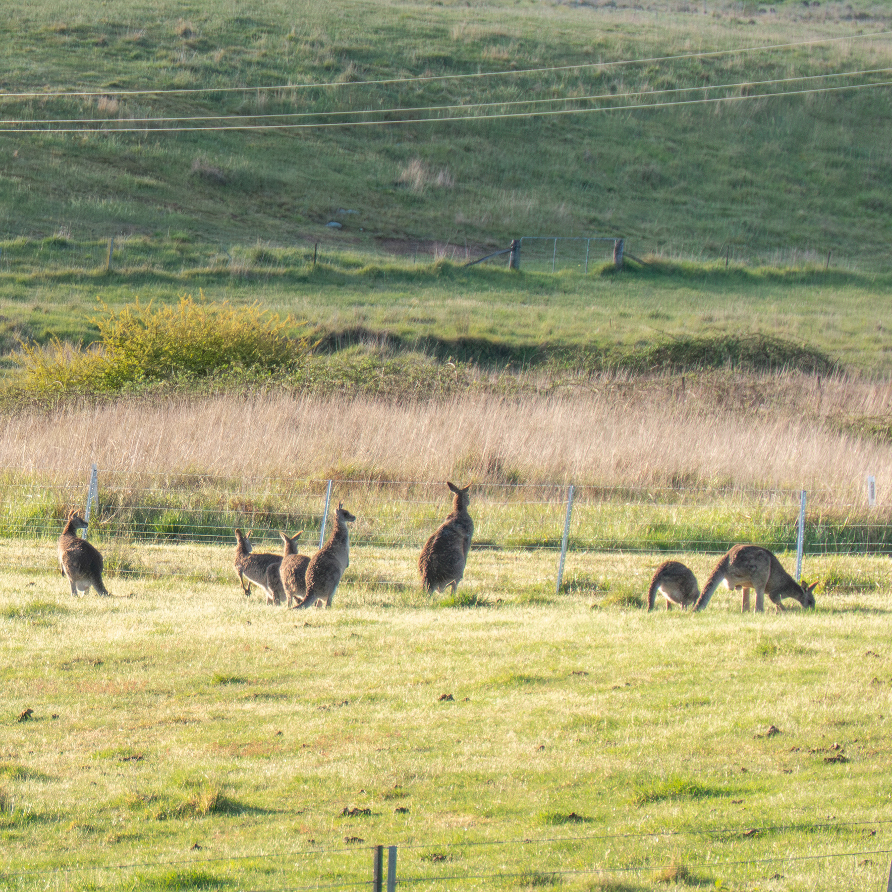 Mob of kangaroos enjoying the early evening in a grassy field. 